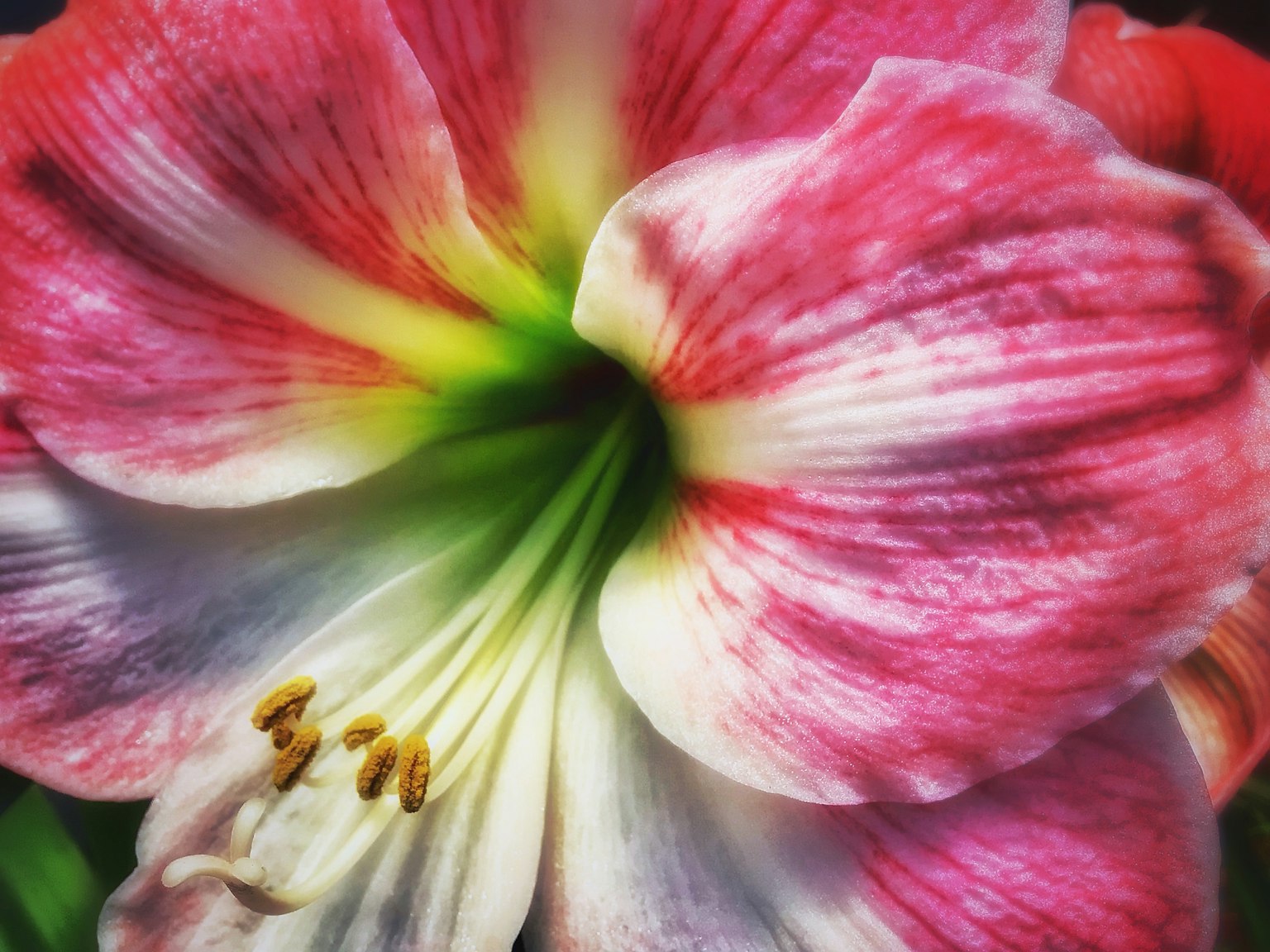 Nahaufnahme einer lebhaften rosa und weißen Amaryllisblume