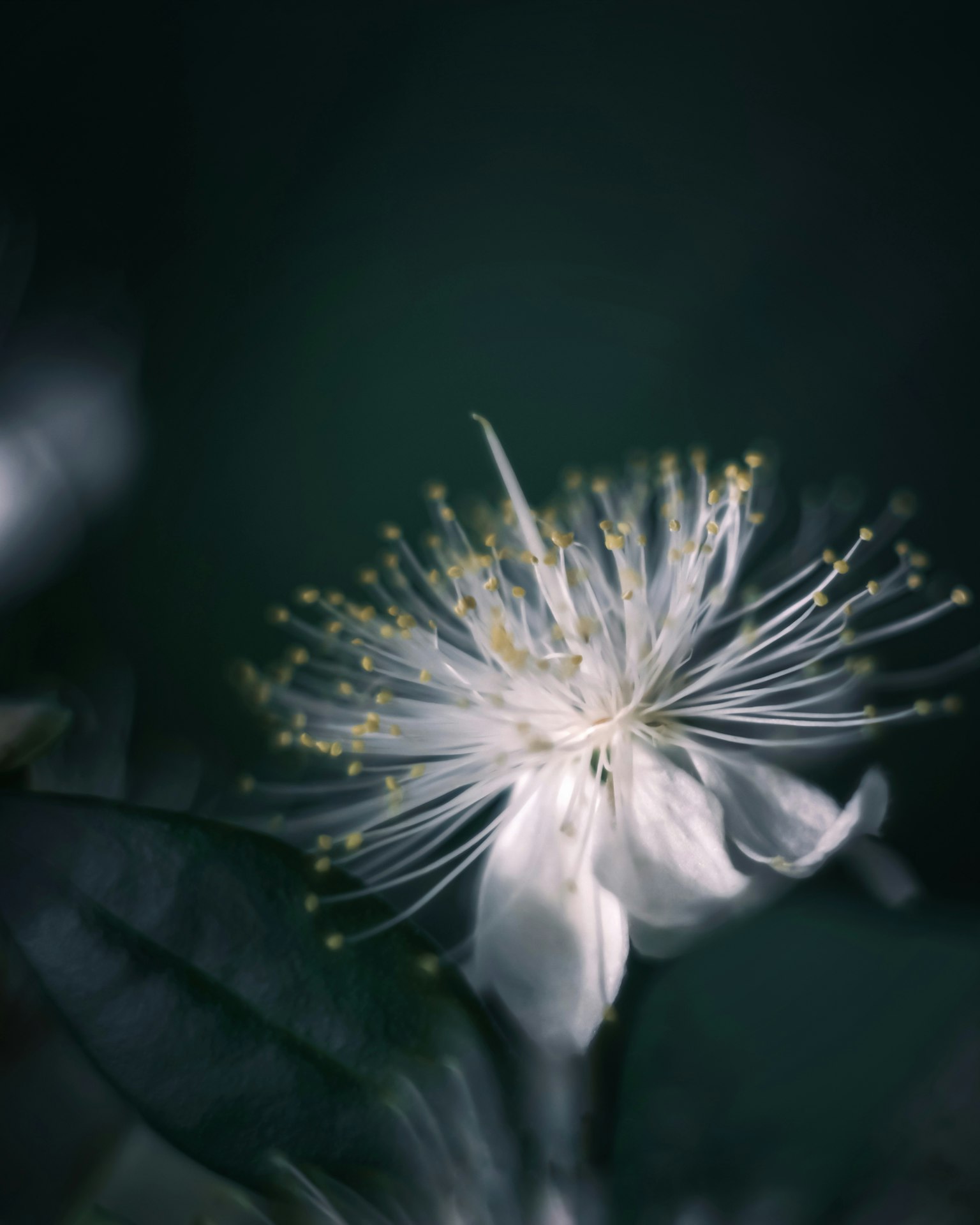Acercamiento de una flor blanca con pétalos delicados y hojas verdes