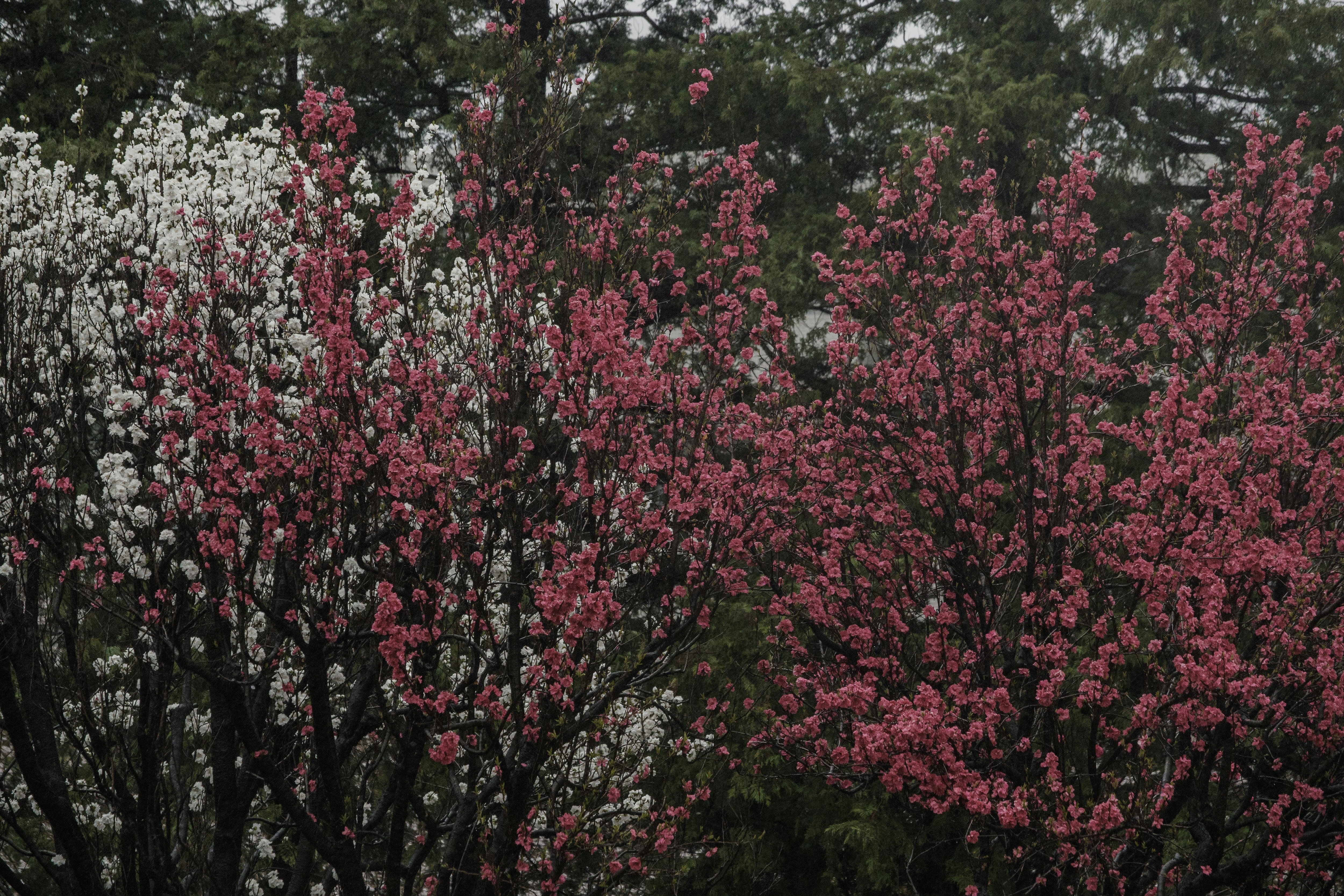 ピンクと白の花が咲く並木の花壇