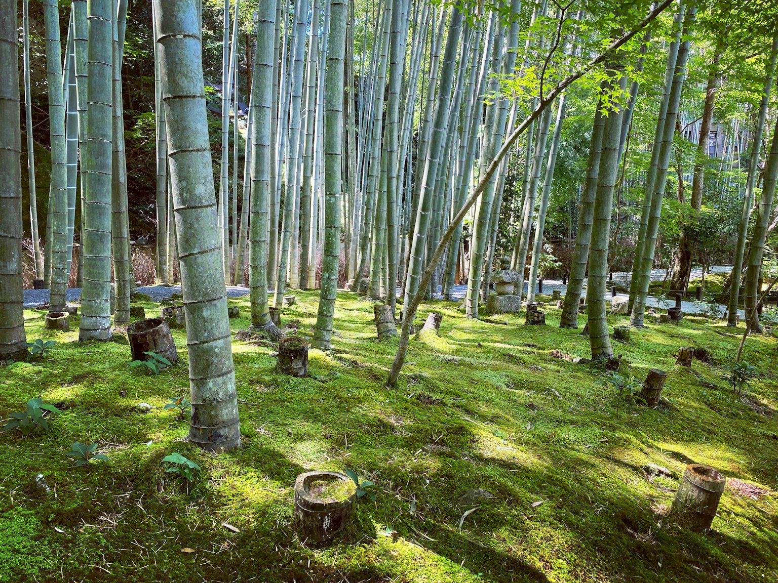 Vista panoramica di una foresta di bambù con terreno coperto di muschio e ceppi sparsi