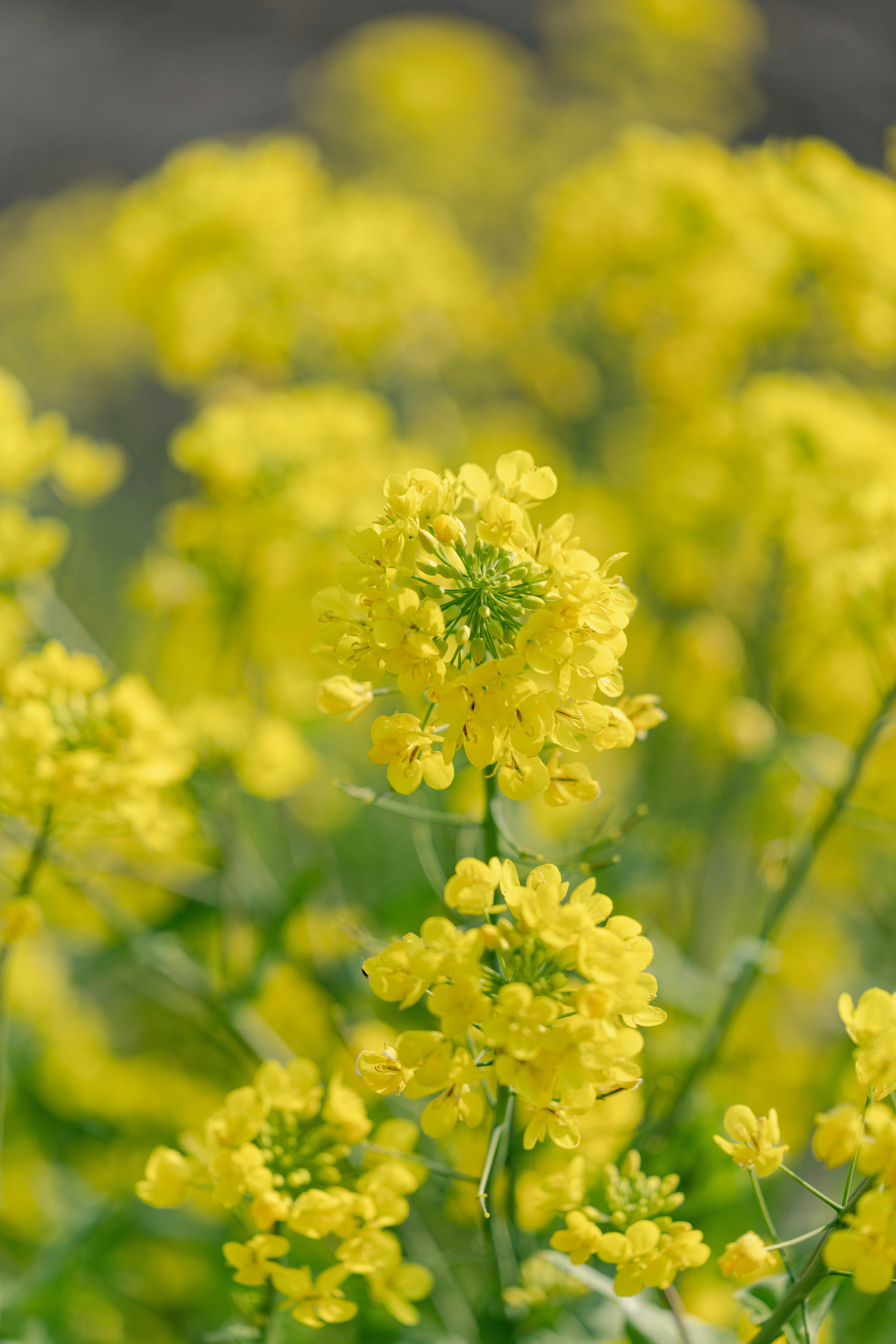 菜の花の花穂が手前に咲く春の花畑