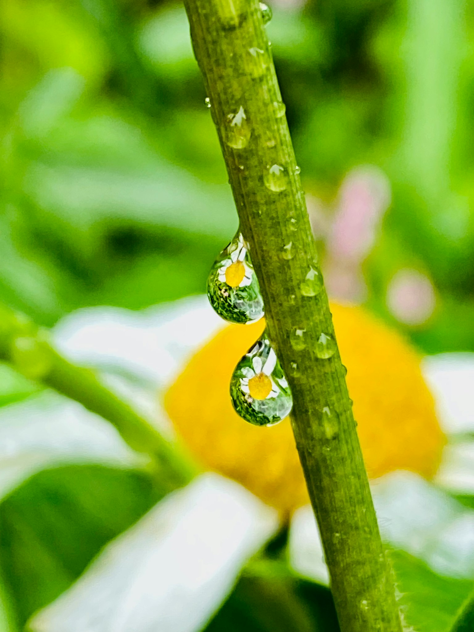 Gocce d'acqua su un fusto verde con un fiore sullo sfondo