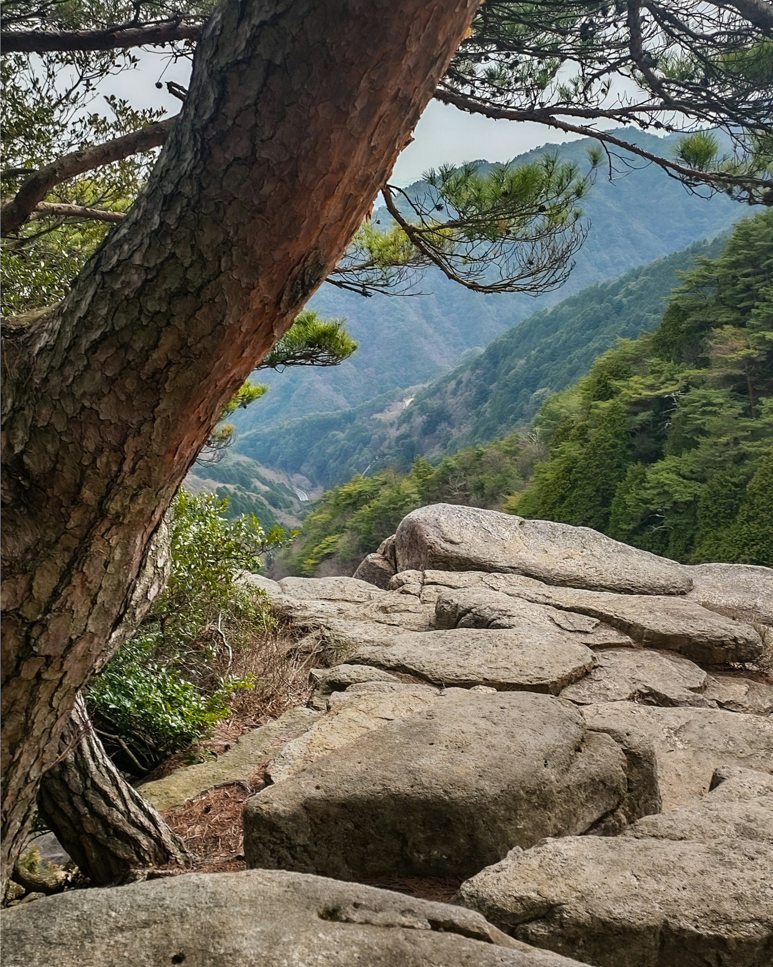 Paesaggio montano con rocce e alberi con vista distante