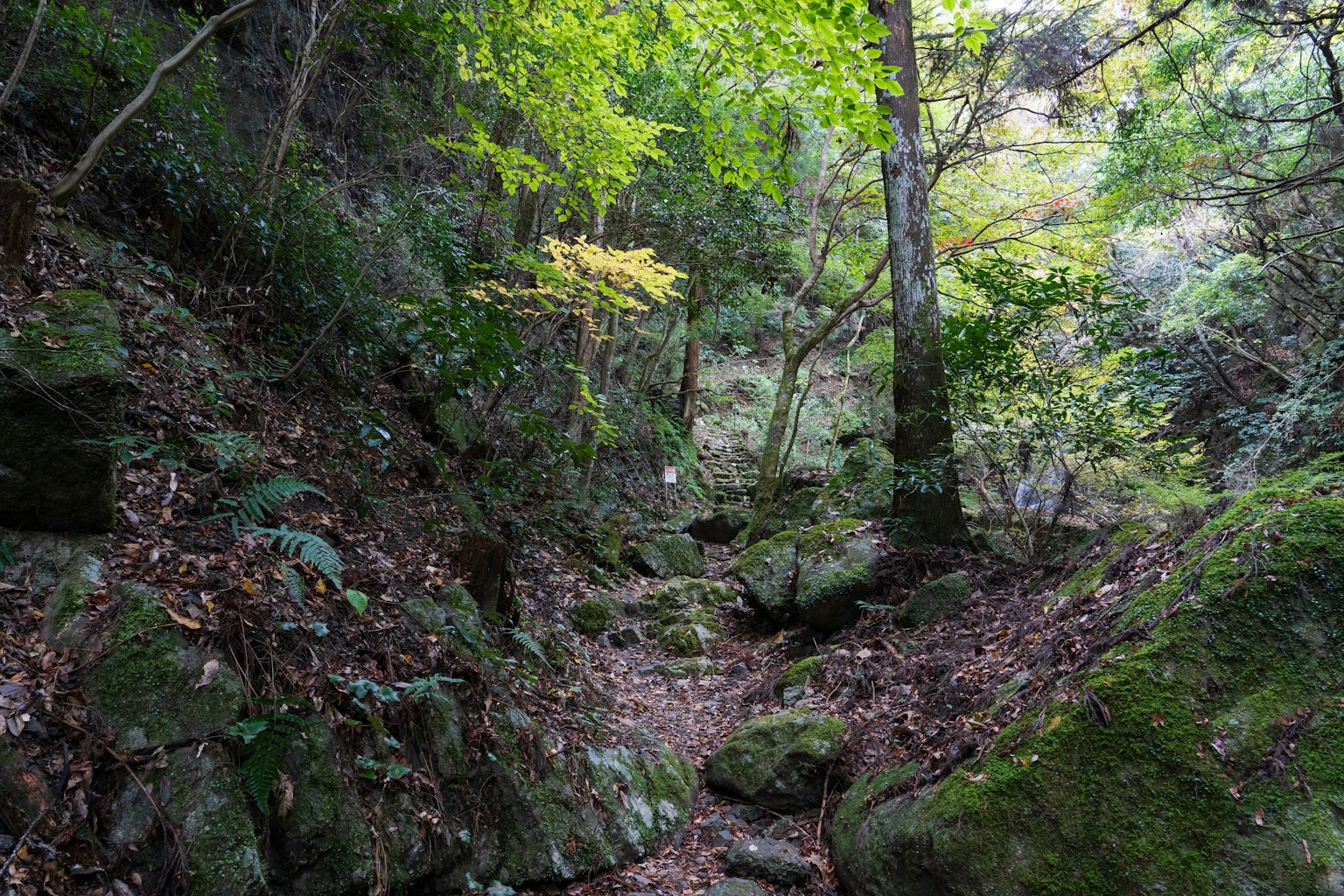 Un sentiero sereno circondato da alberi verdi e rocce sparse