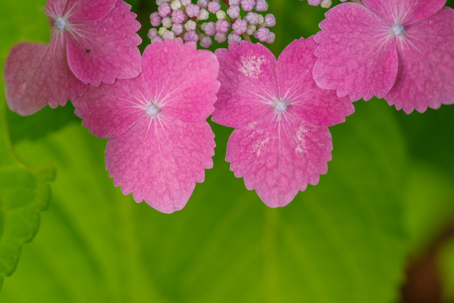 Kedekatan kelopak bunga hydrangea pink cerah yang disusun di atas daun hijau