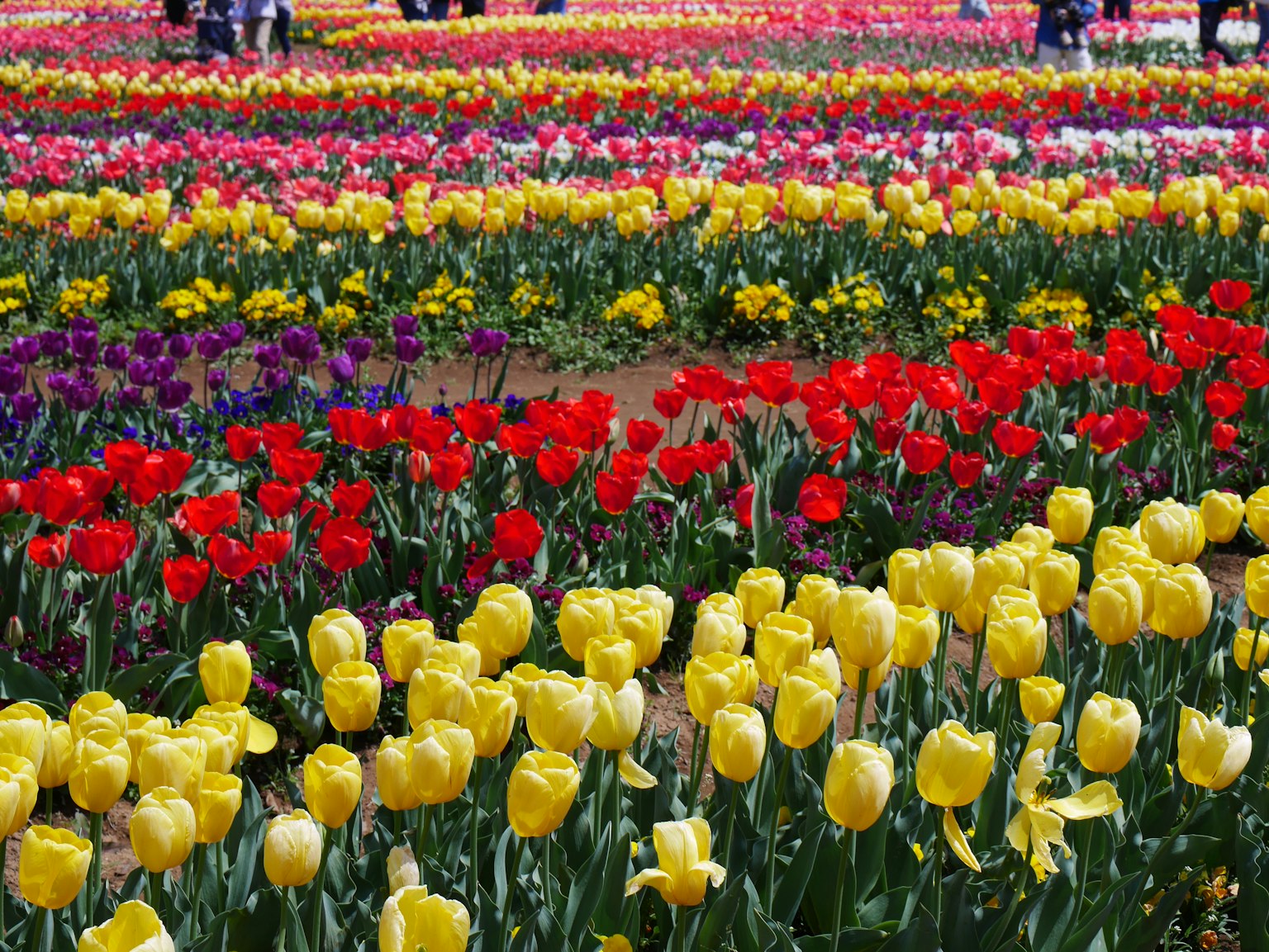 Champs de tulipes vibrantes avec des rangées de fleurs jaunes, rouges et violettes