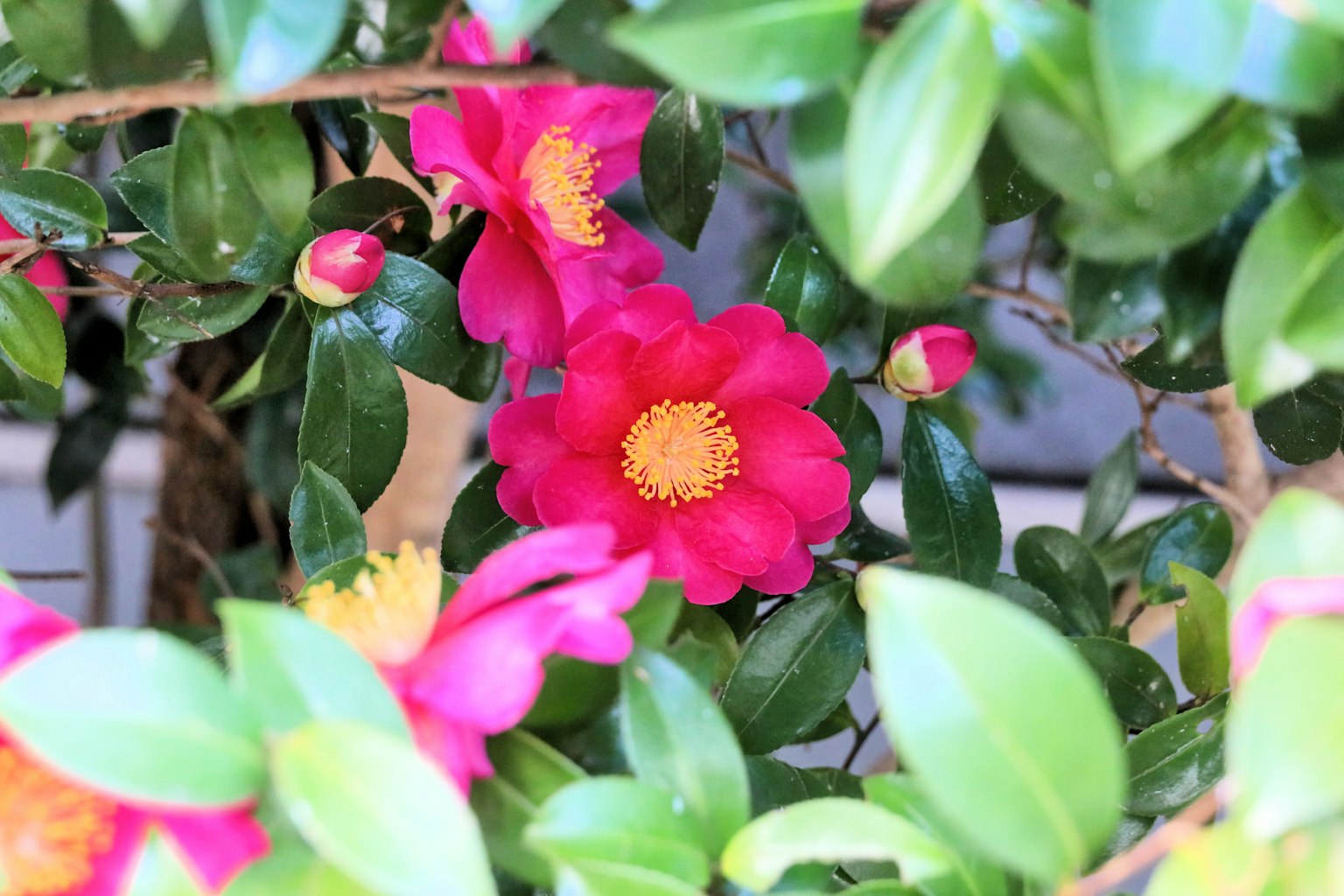 Bunga camelia pink cerah dikelilingi oleh daun hijau subur
