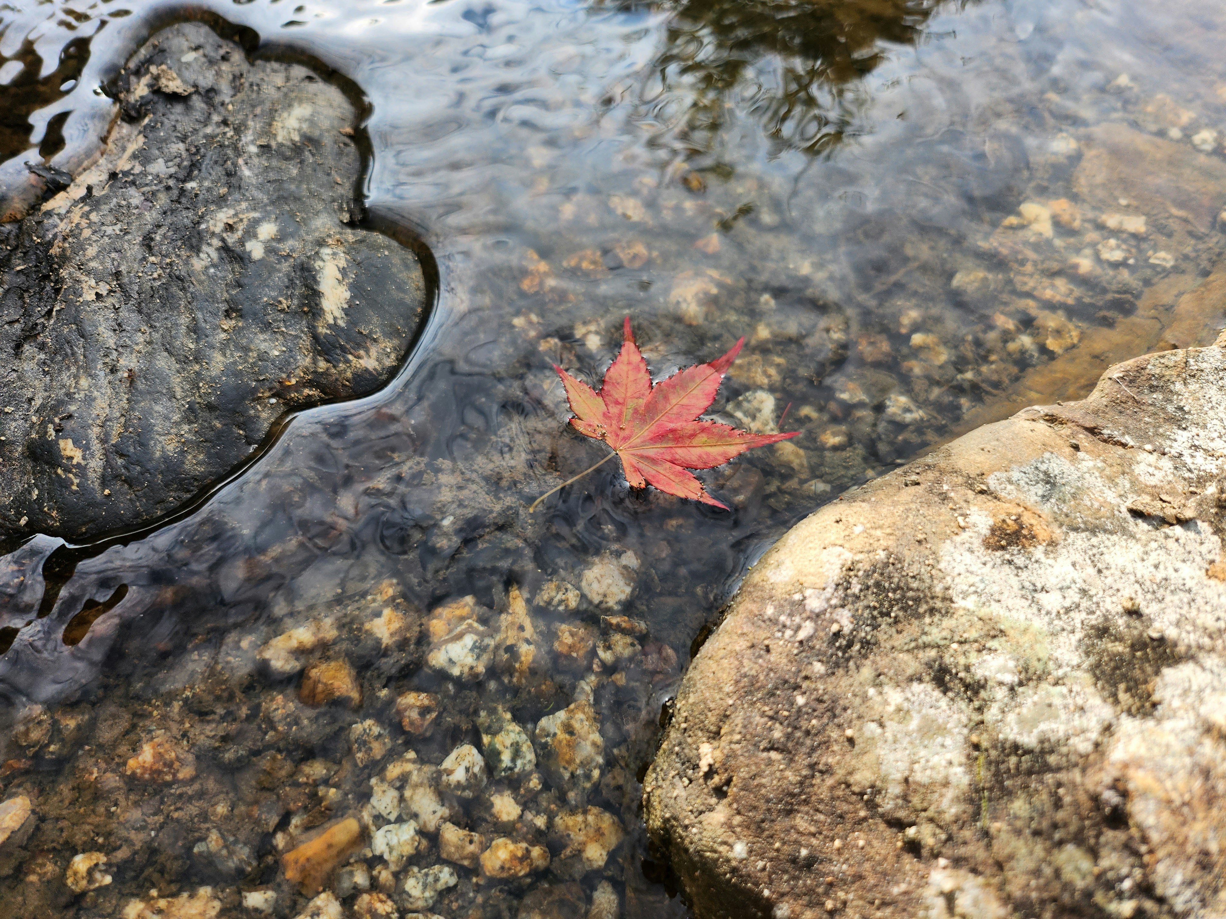maple leaf floating on a river with stones
