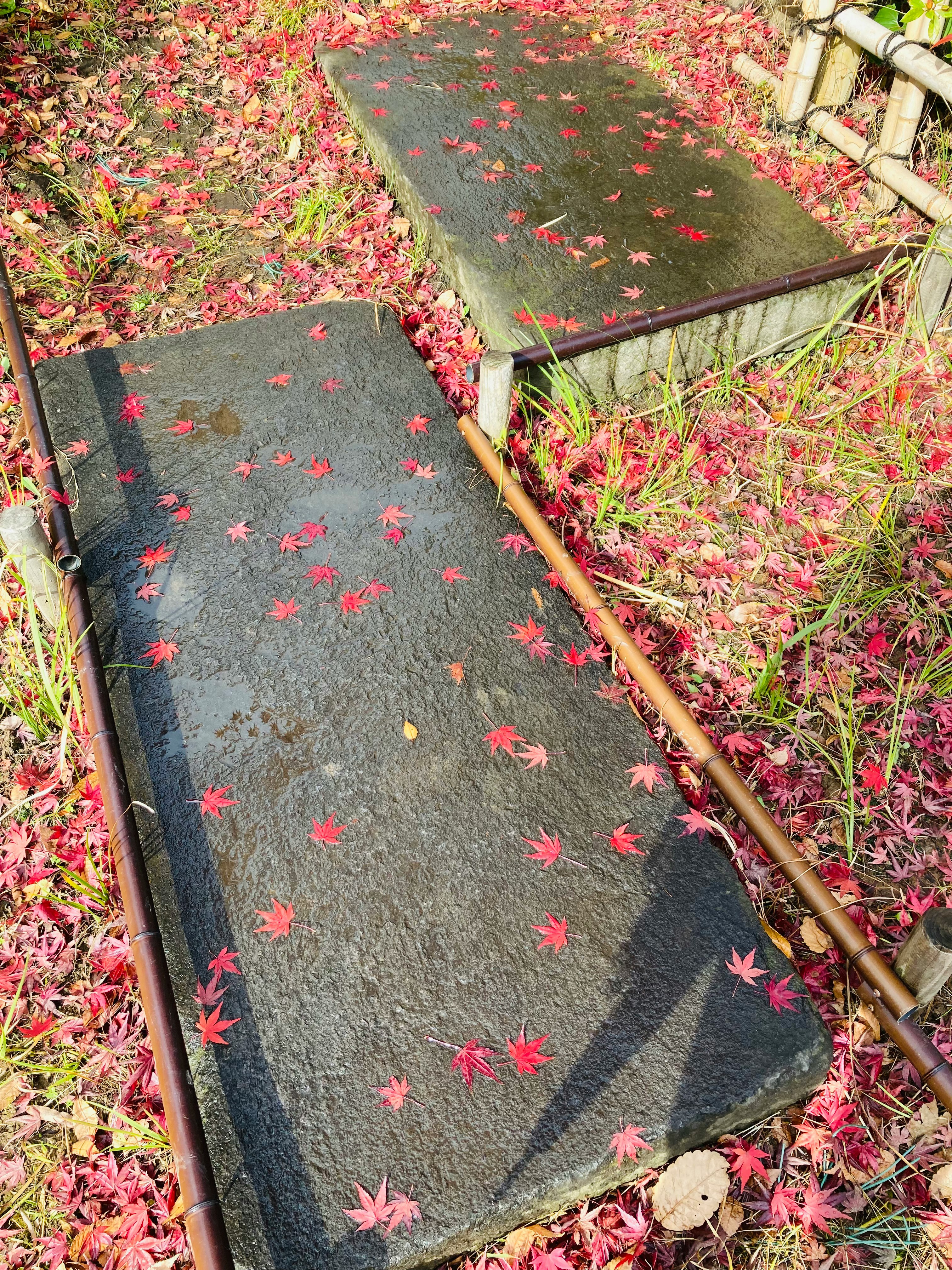stone path scattered with red maple leaves and colorful petals
