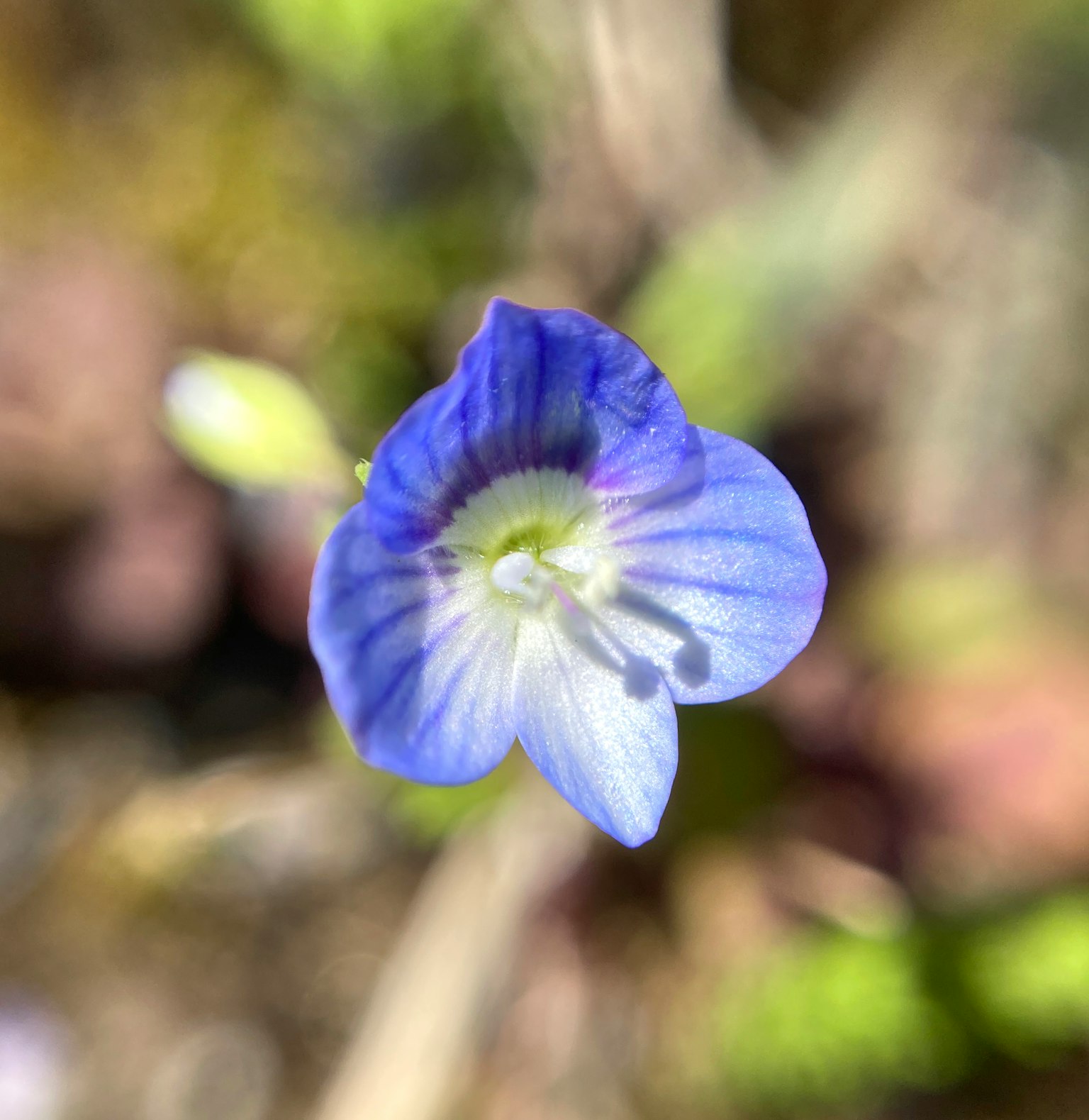 Close-up bunga biru kecil yang cerah