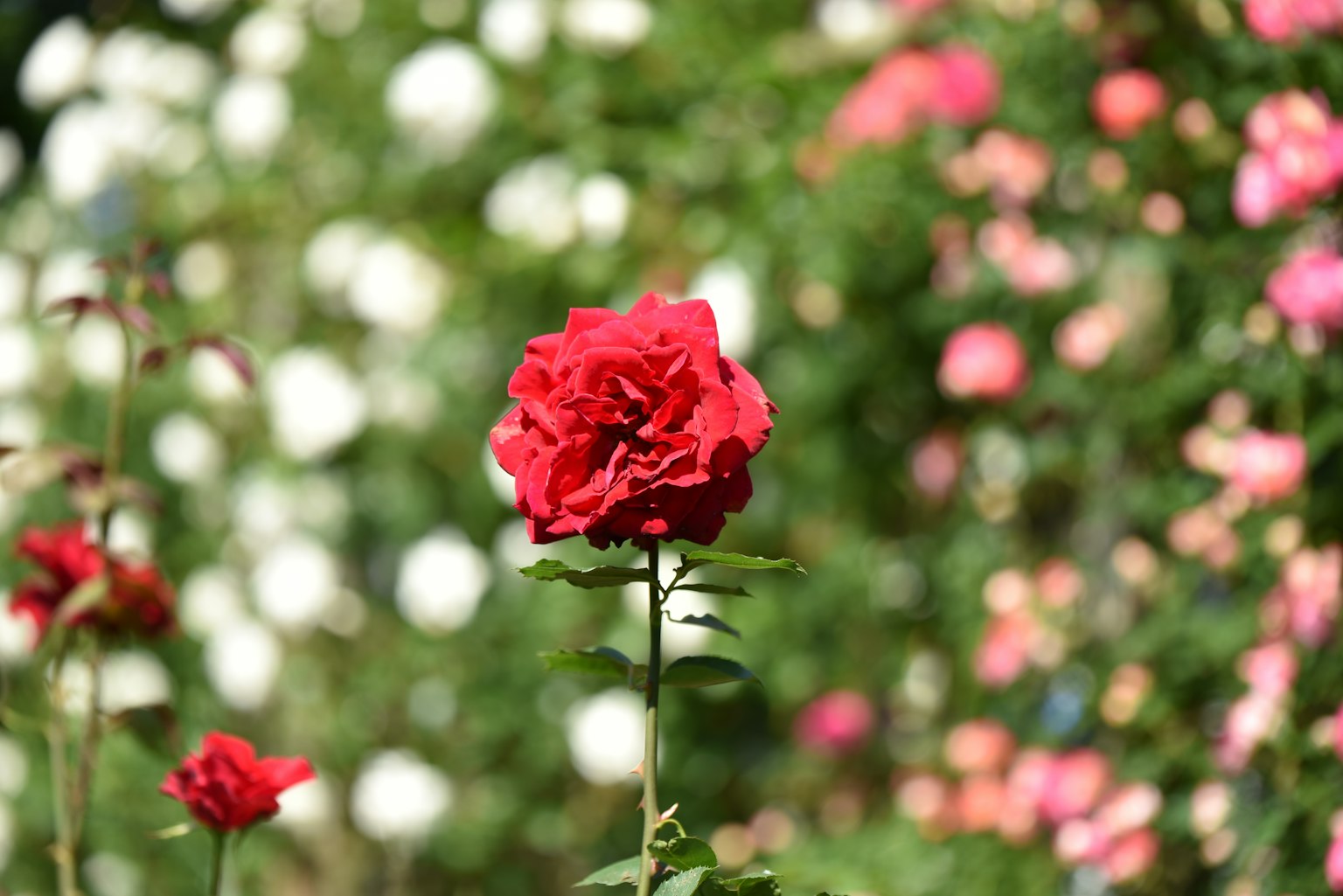 A vibrant red rose standing on a green stem with a blurred background of pink and white flowers