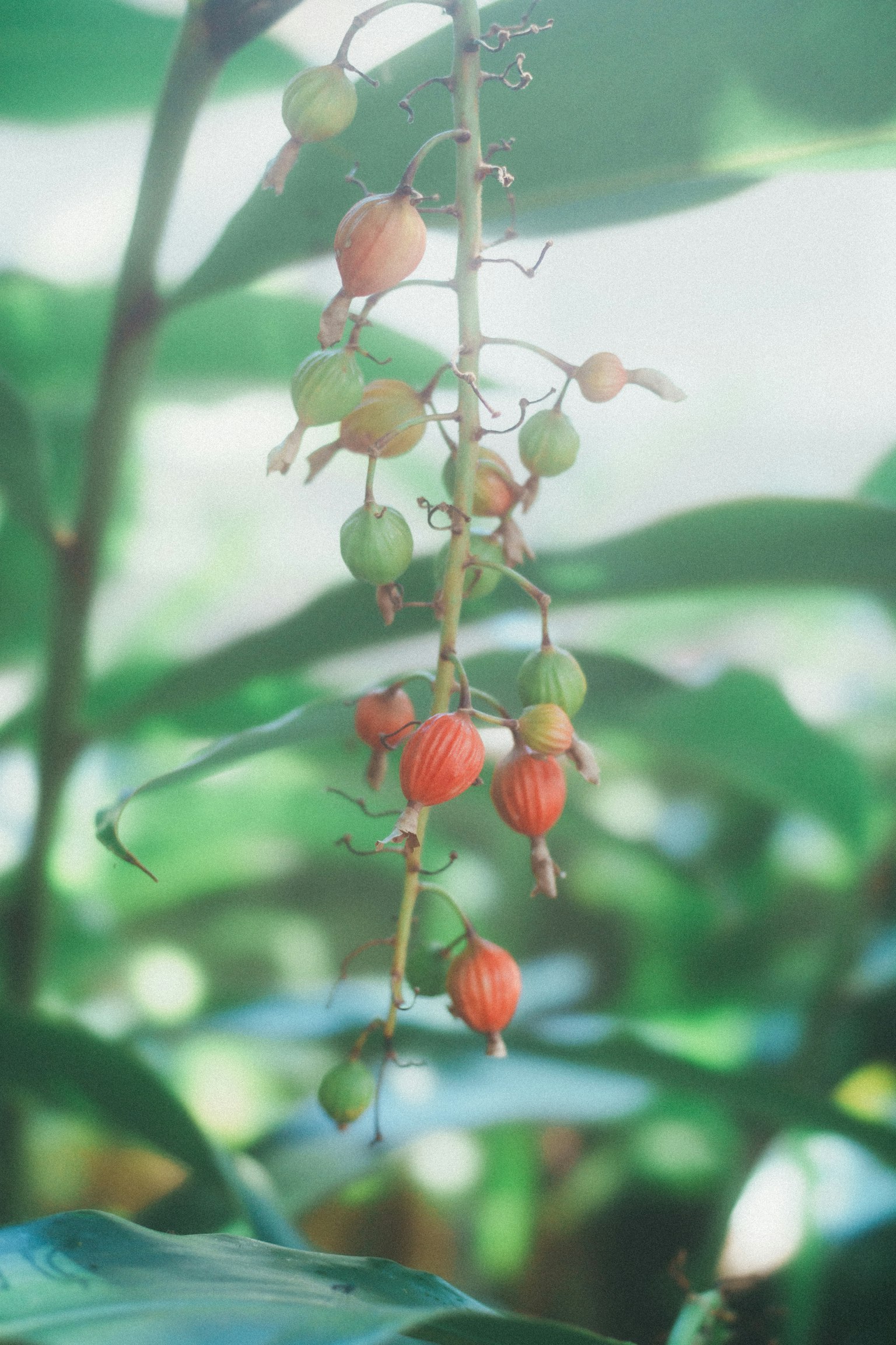 一根植物的枝条，红色和绿色的果实悬挂在绿色叶子之间