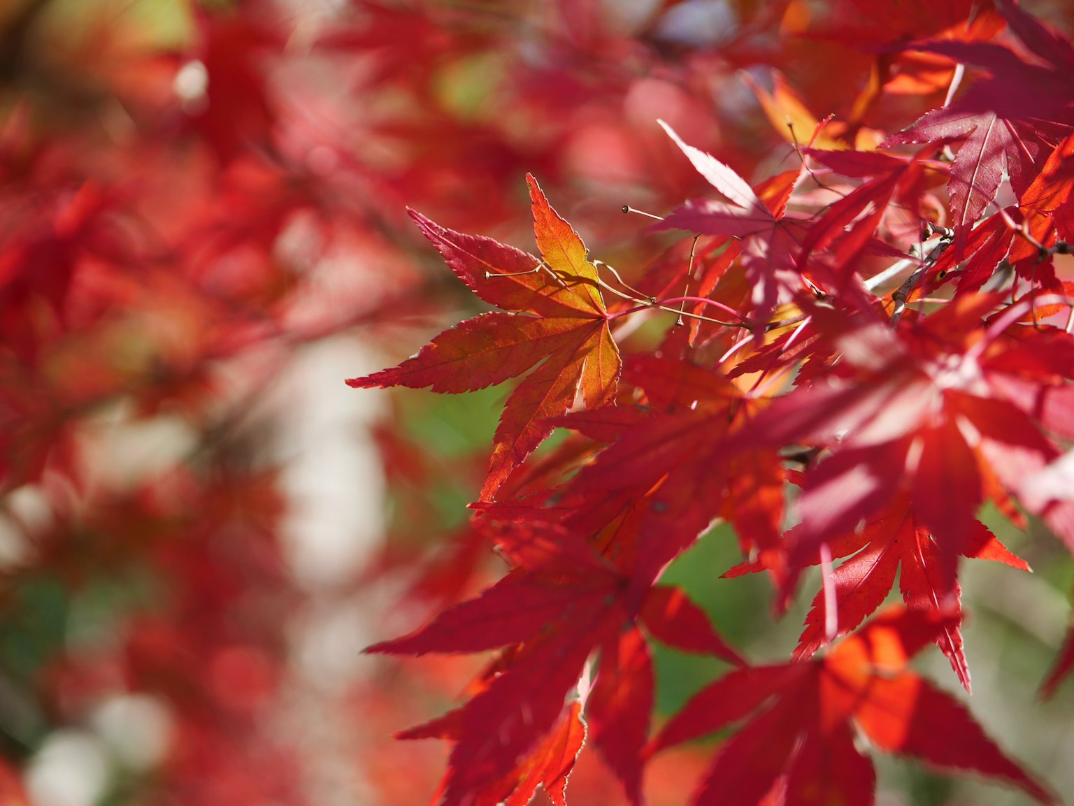 Vibrant red maple leaves on a tree branch