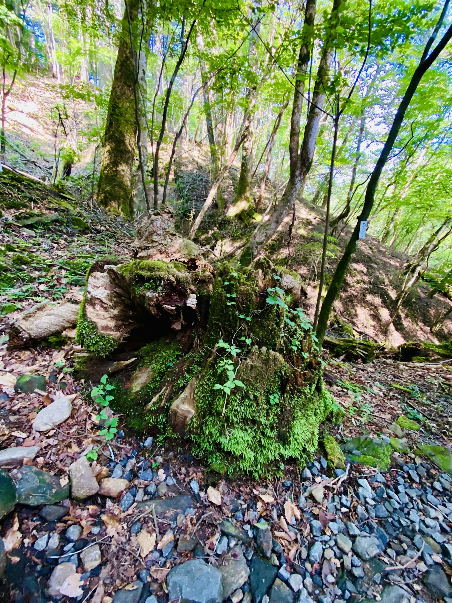 Souche d'arbre couverte de mousse verte entourée de cailloux