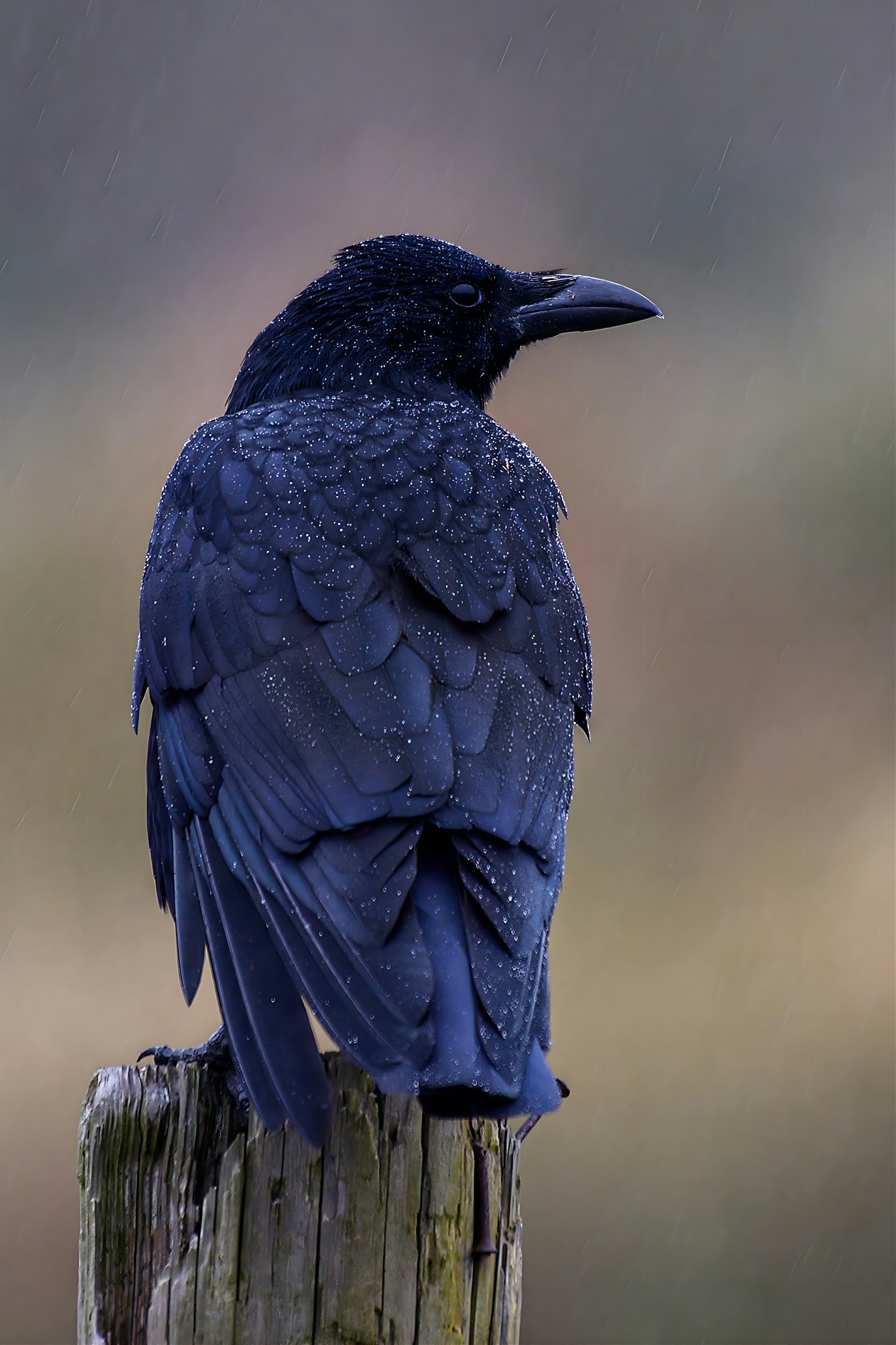 濡れた羽毛の黒いカラスが木の杭に止まっている