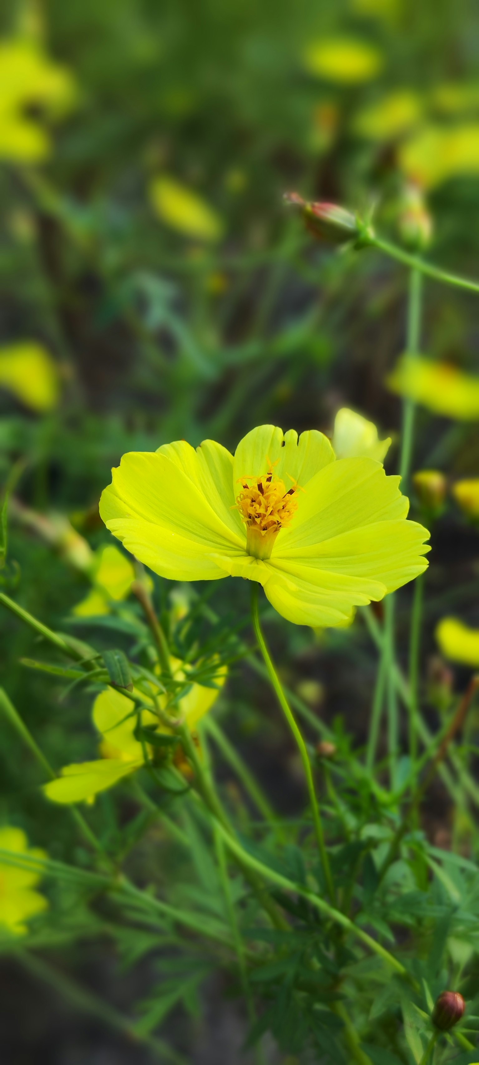 Fiore giallo vibrante che fiorisce tra il fogliame verde con fiori gialli sparsi sullo sfondo