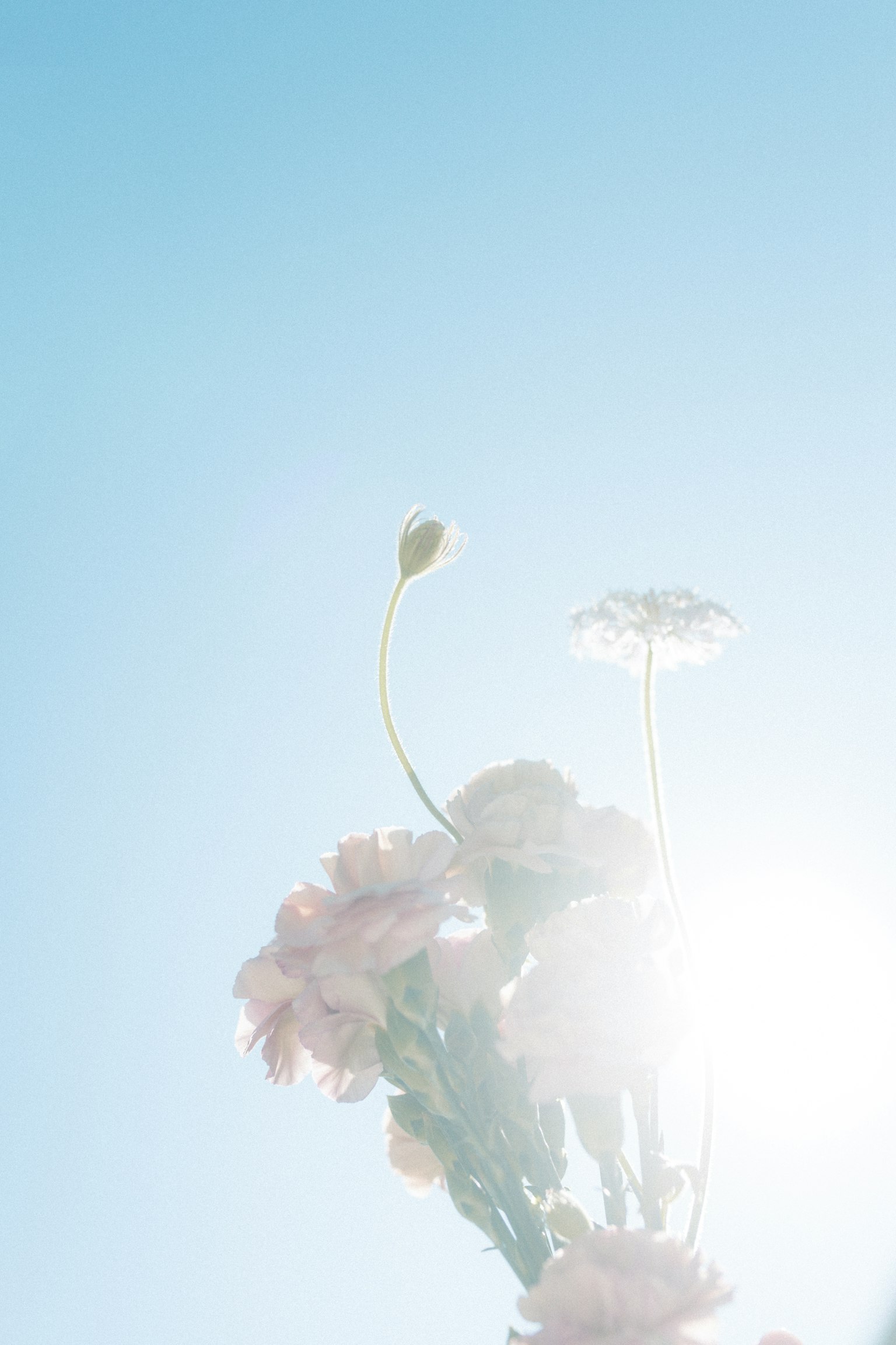 Suave silueta de flores contra un cielo azul