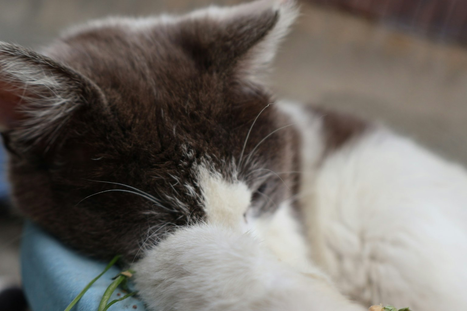 Grau-weiße Katze schläft mit den Pfoten über dem Gesicht