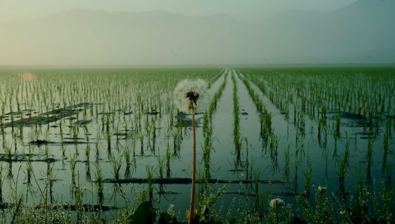 Dandelion flower in a rice field with green rice rows