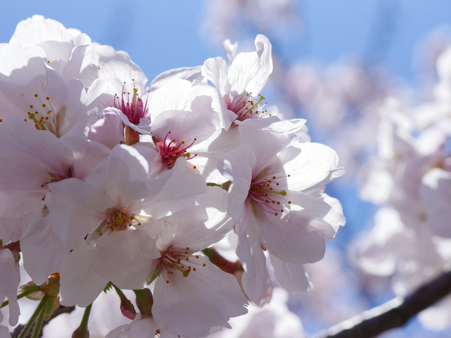 Cherry blossoms blooming against a blue sky