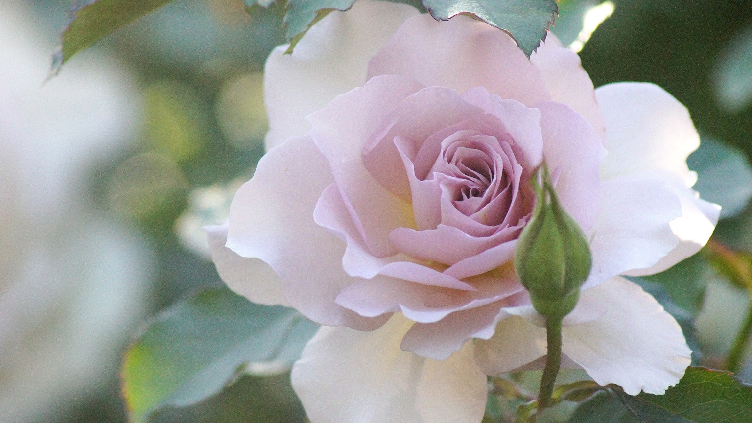 Una rosa rosa pallido con un bocciolo circondata da foglie verdi