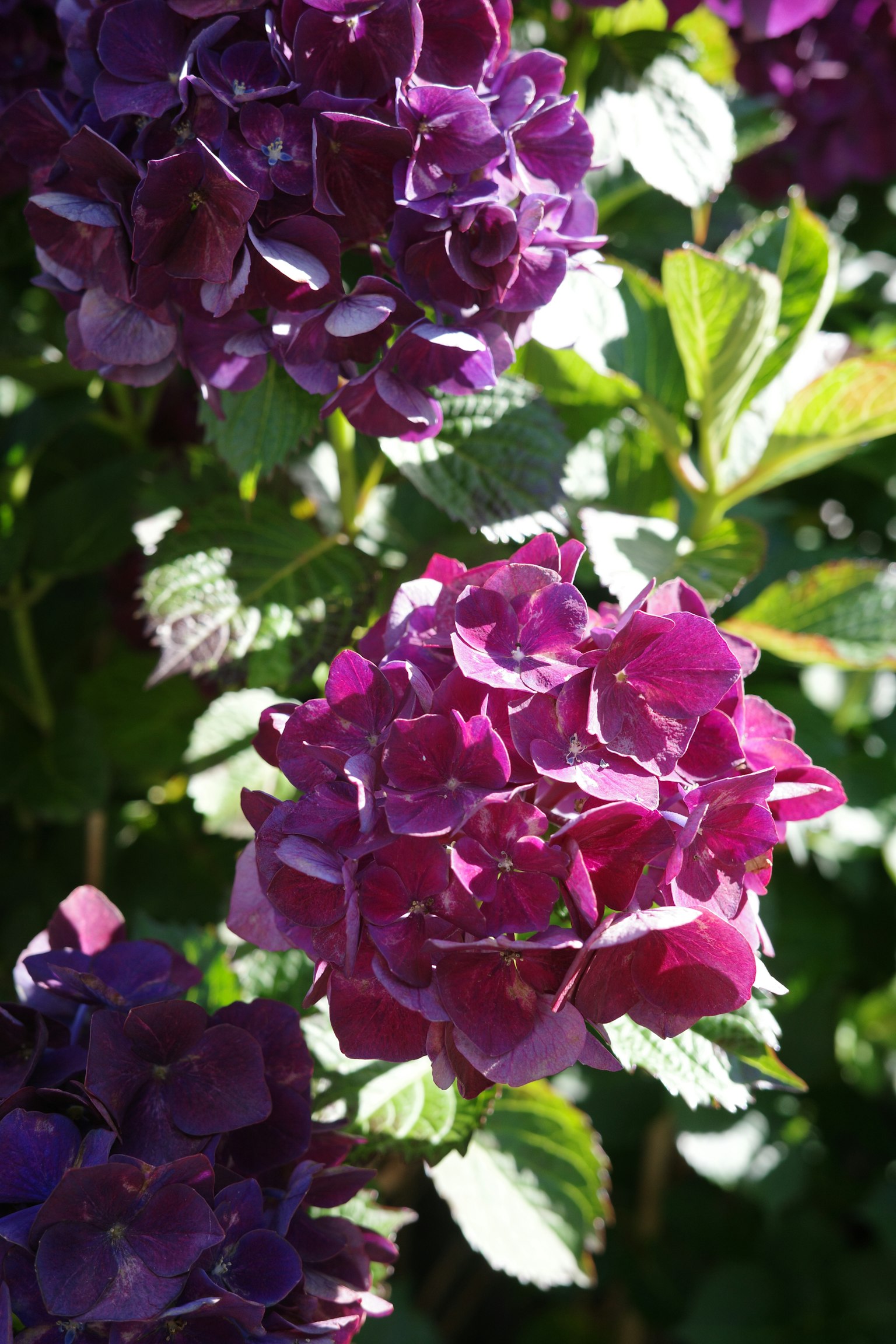 Fiori di ortensia viola in fiore