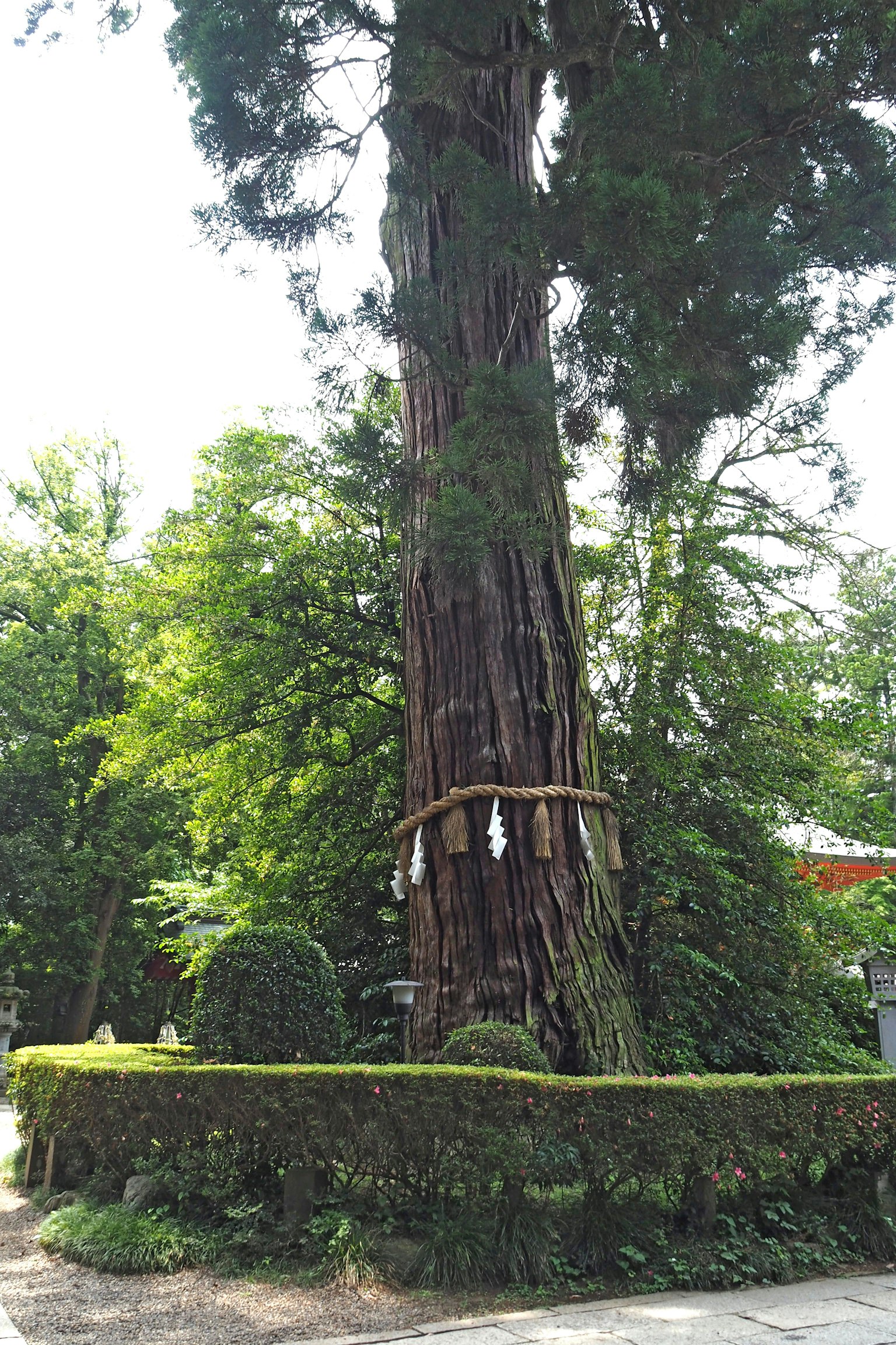 Pohon cedar tinggi dikelilingi oleh tanaman hijau subur