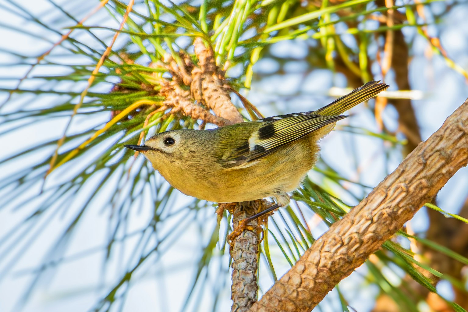 Un piccolo uccello appollaiato su un ramo di pino
