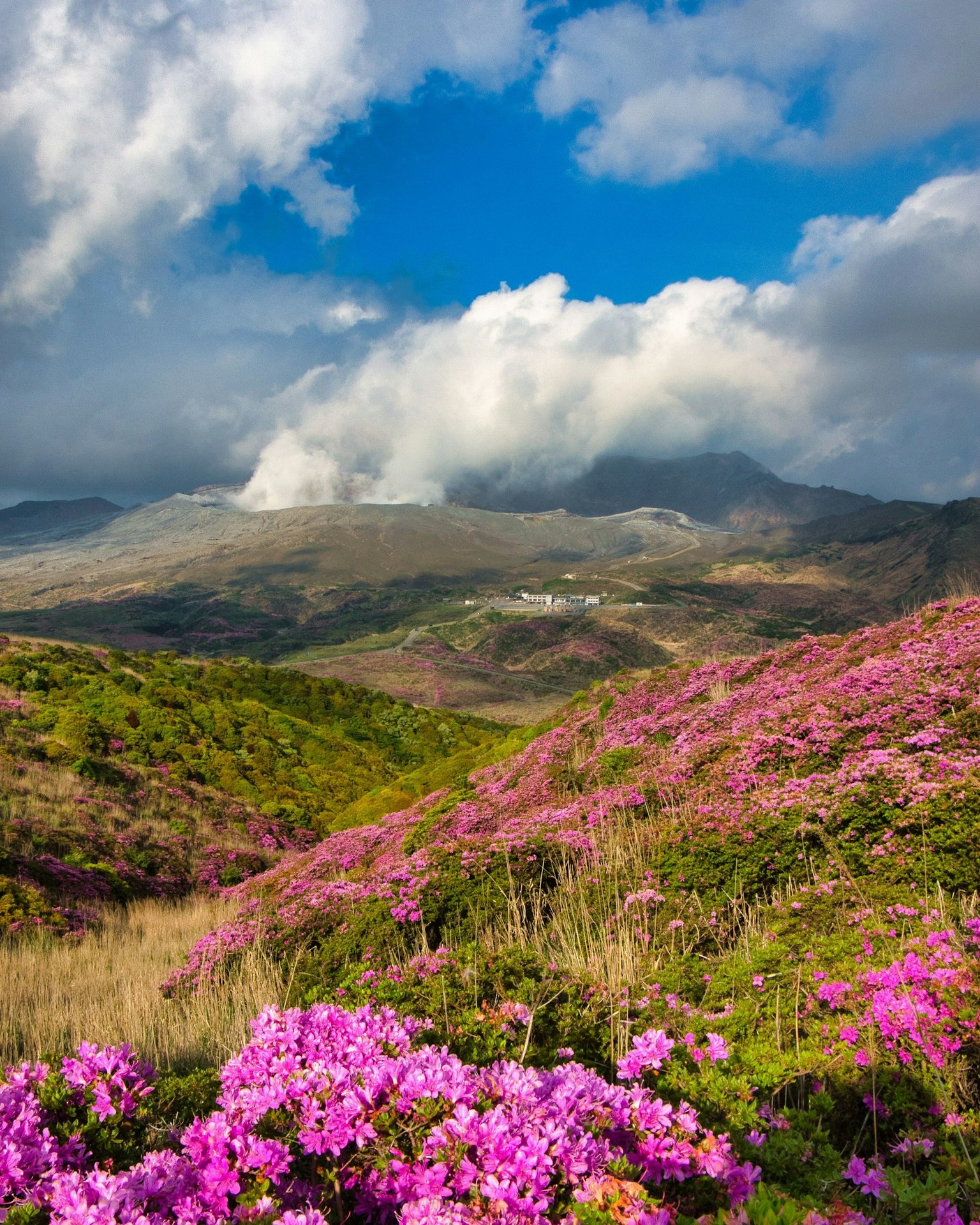 Fiori rosa vivaci che fioriscono su un paesaggio montano sotto un cielo blu