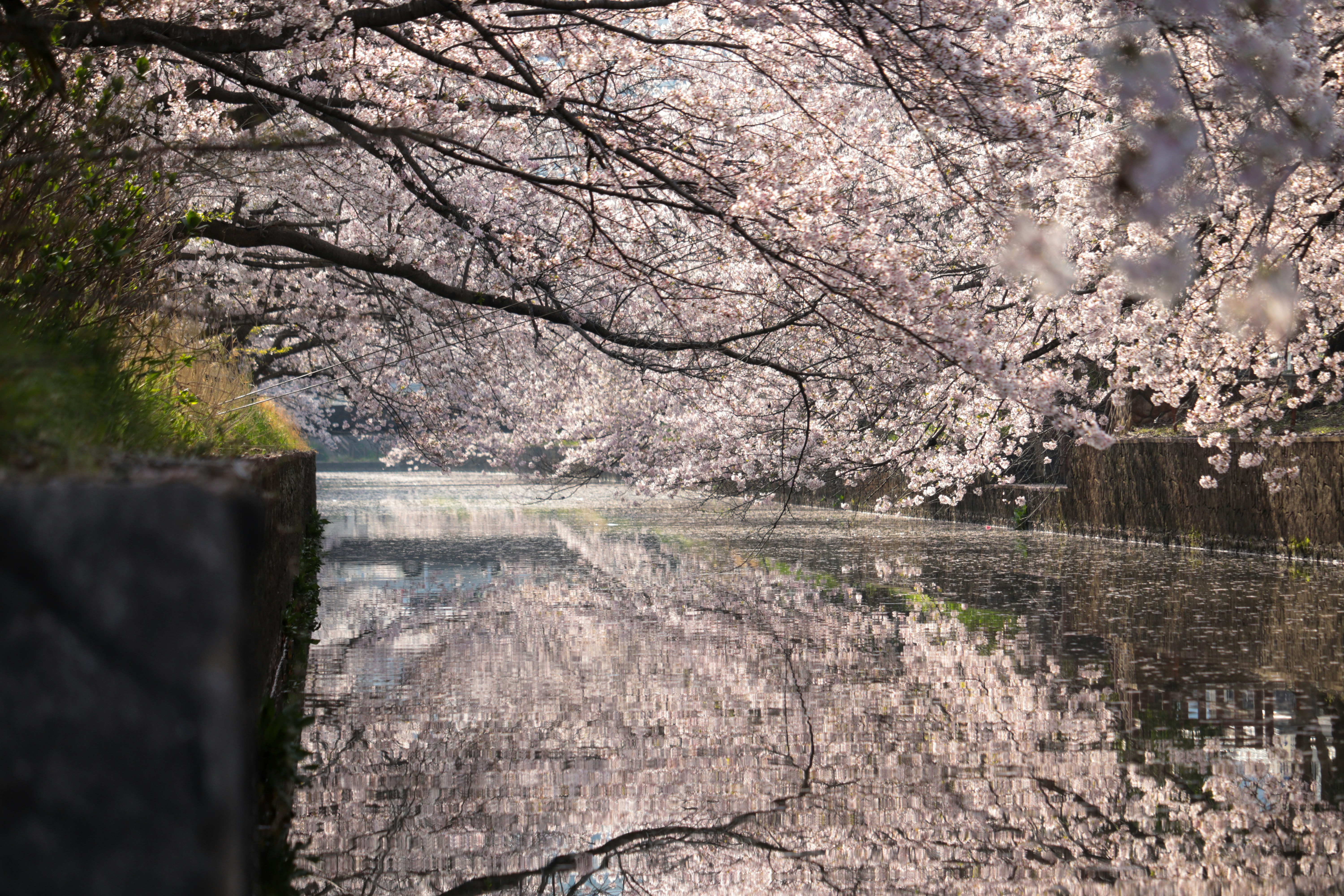 水路に反射する桜のトンネル