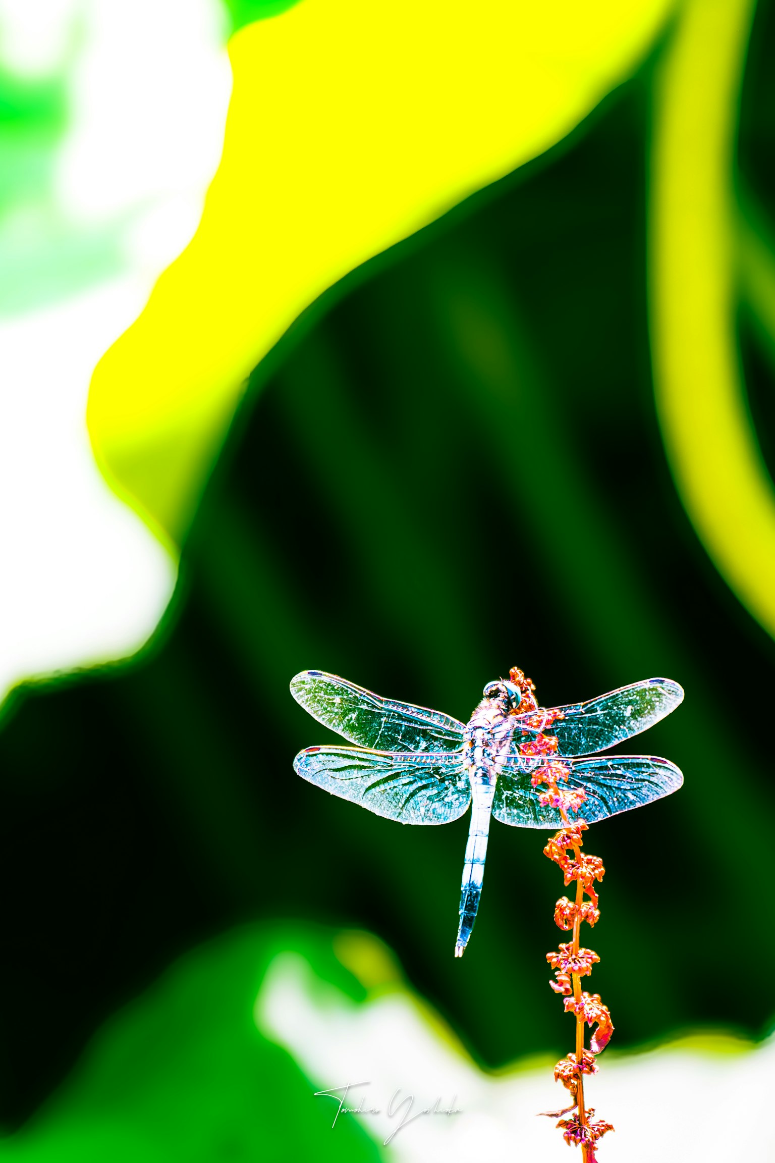 Une libellule transparente posée sur une fleur rouge avec un fond vert
