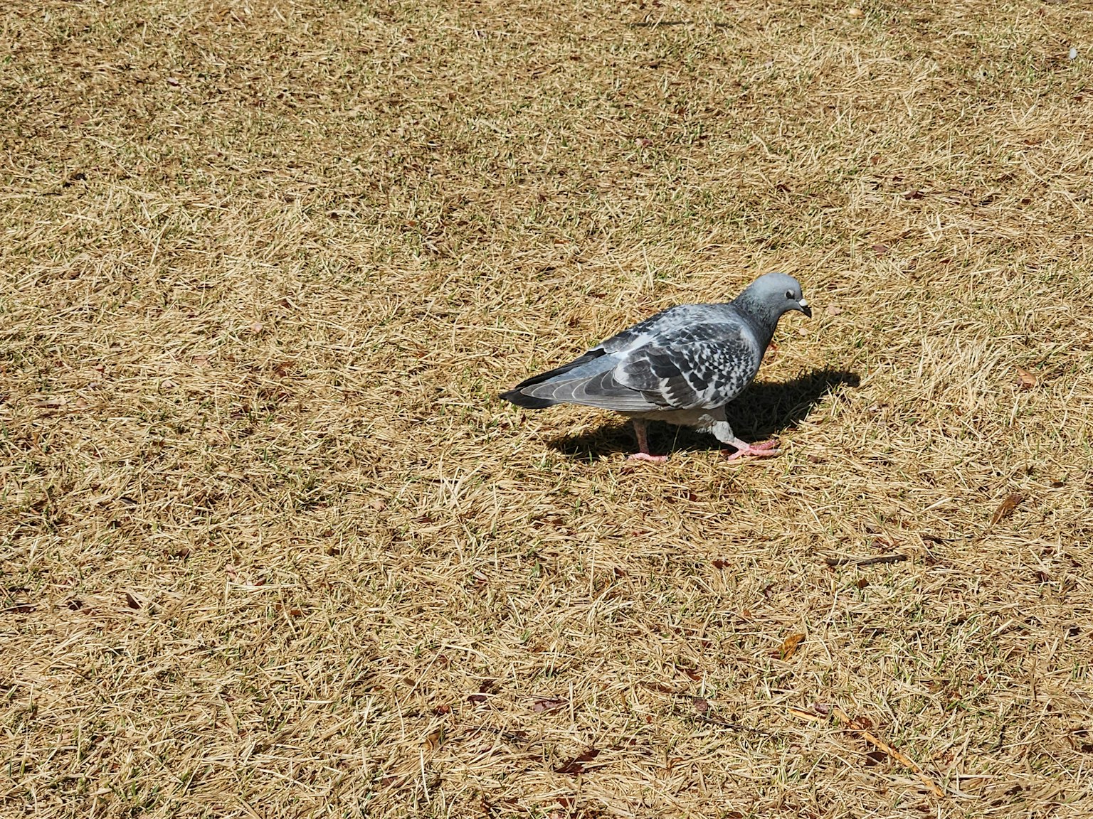 Una paloma azul-gris caminando sobre hierba seca
