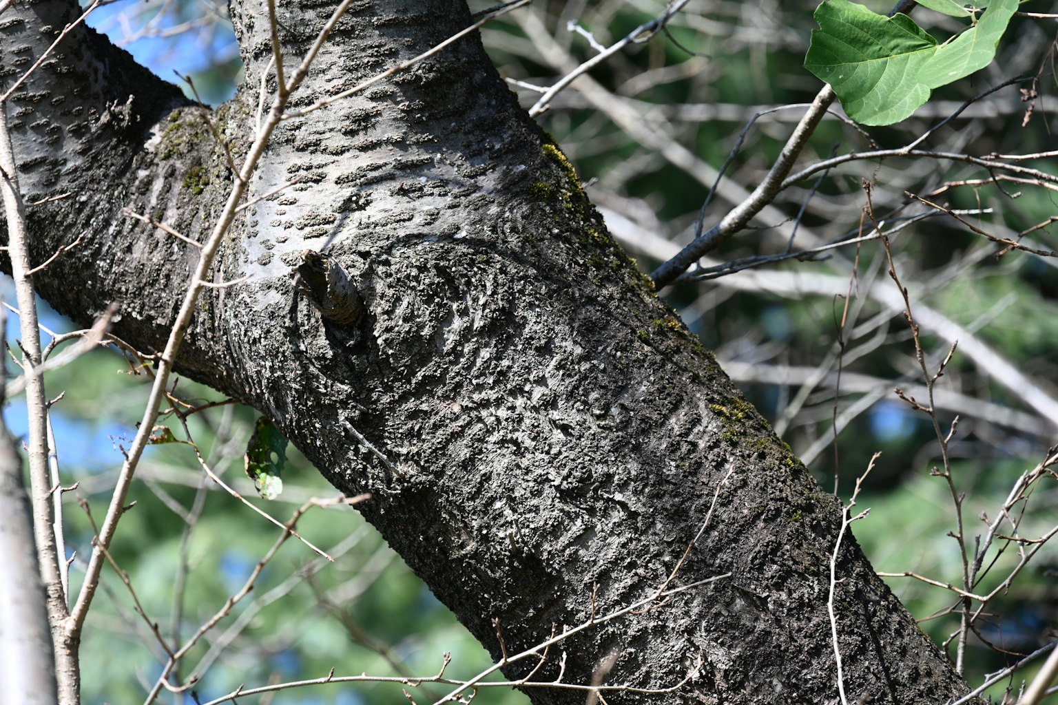 树干特写显示树皮和树枝