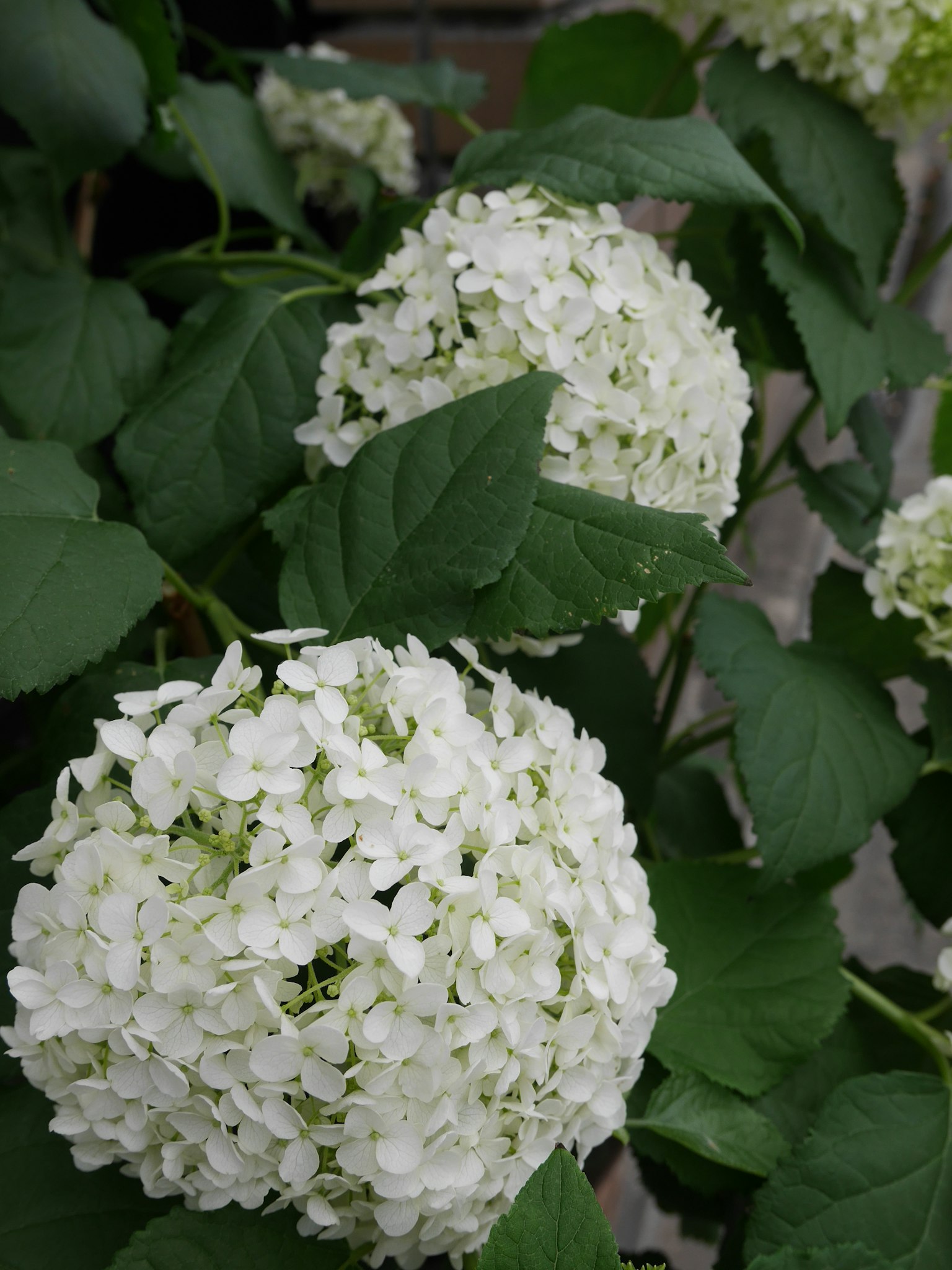 Acercamiento de hortensia con flores blancas y hojas verdes