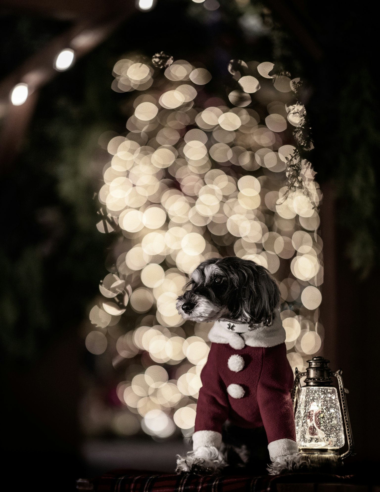 Un chien en costume de Noël est assis devant un arrière-plan scintillant
