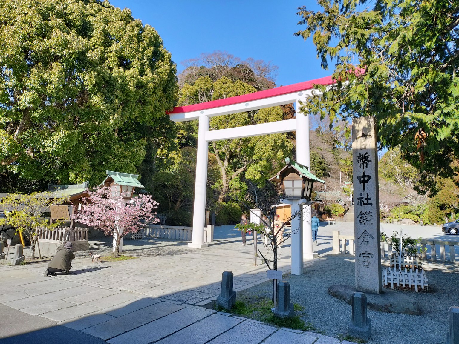蓝天下白色鸟居和樱花树的风景