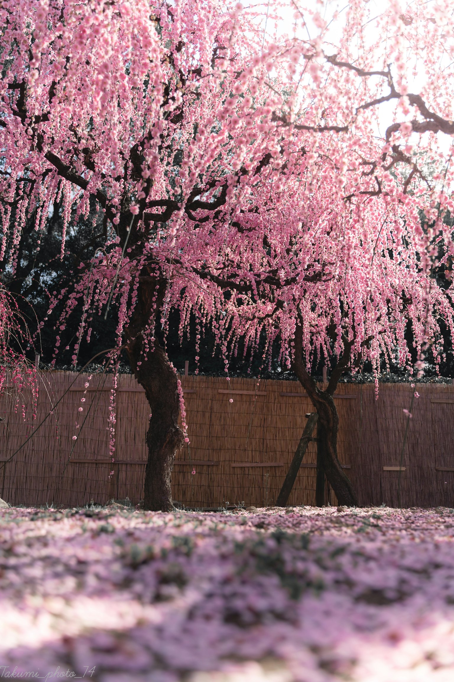 Arbres en fleurs de cerisier avec des pétales roses couvrant le sol