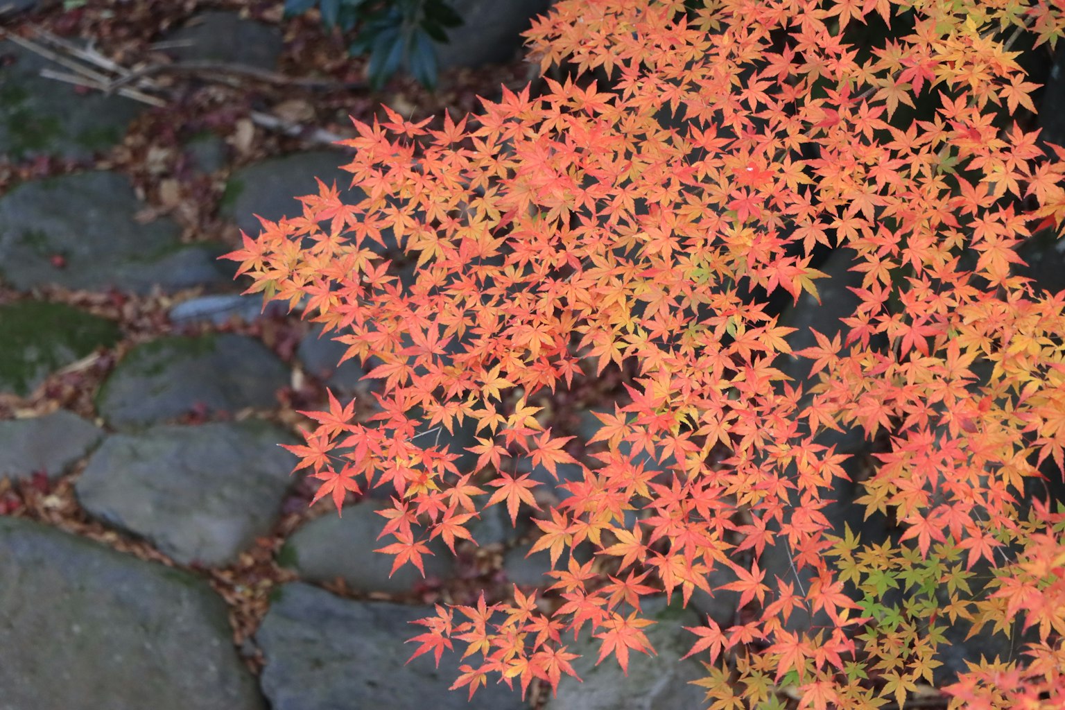 Hojas de arce en vibrantes colores de otoño sobre un camino de piedra