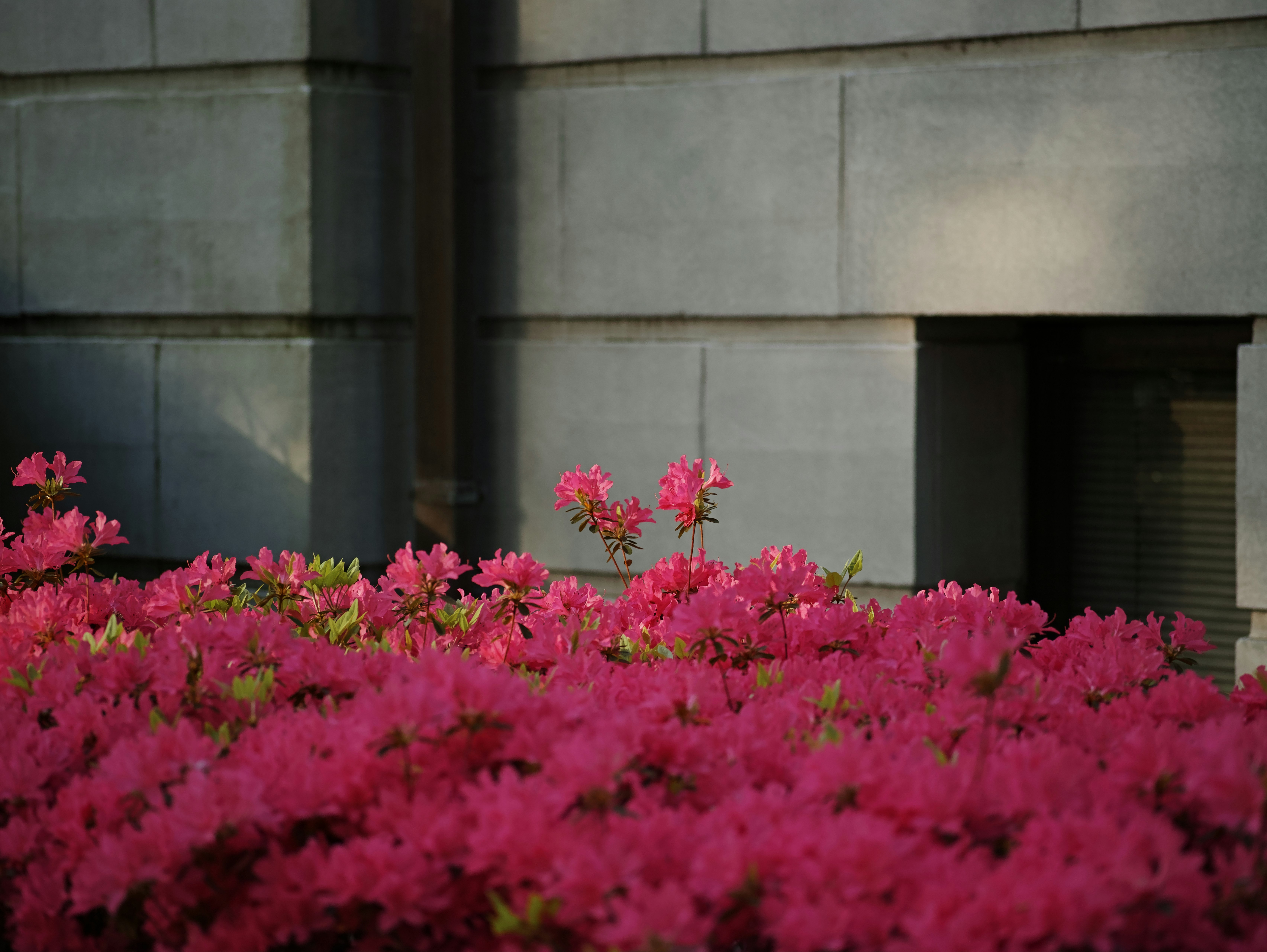 花壇のピンクの花が建物の壁際に咲く