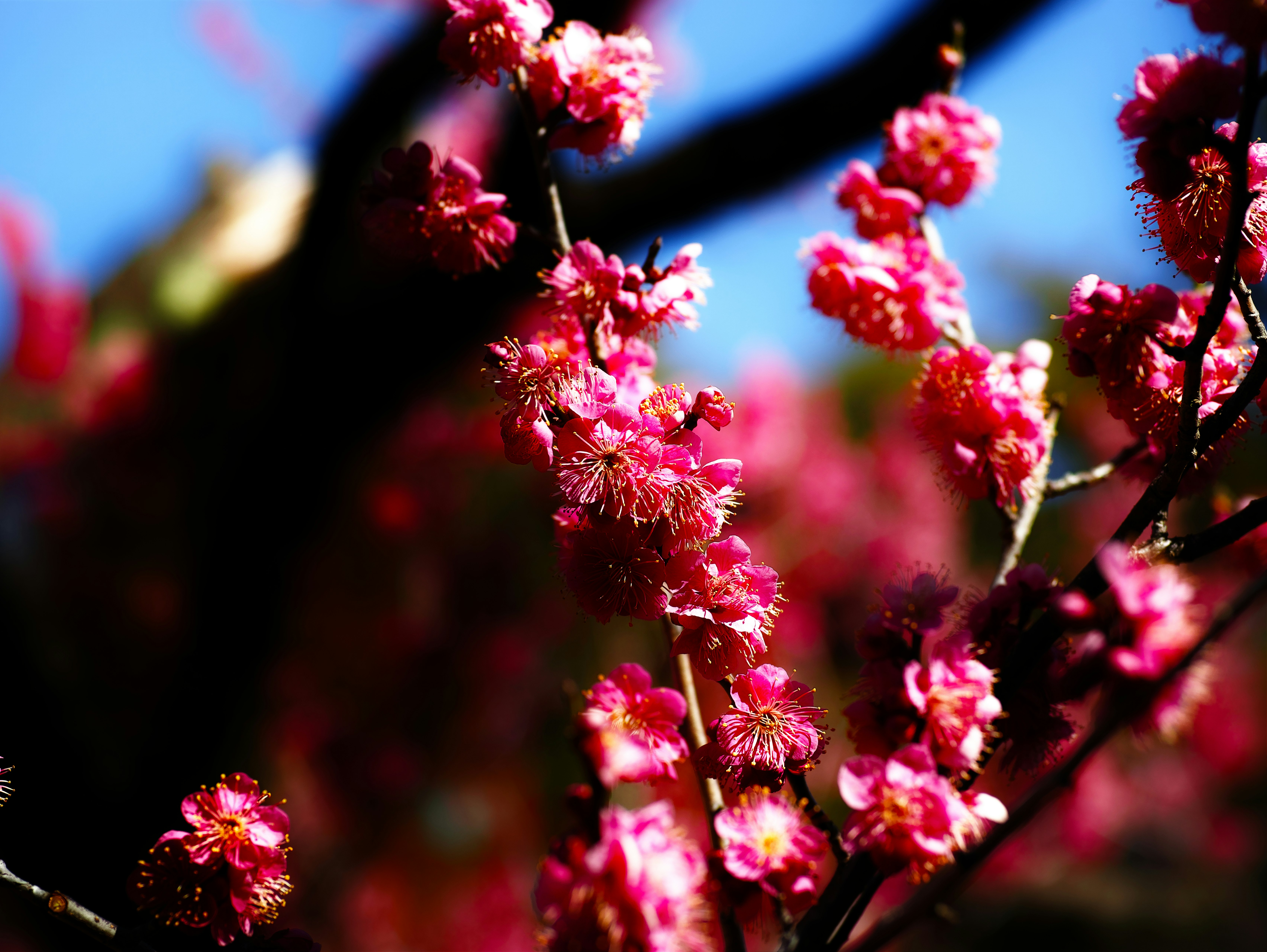 Close-up of red blossoms on a branch