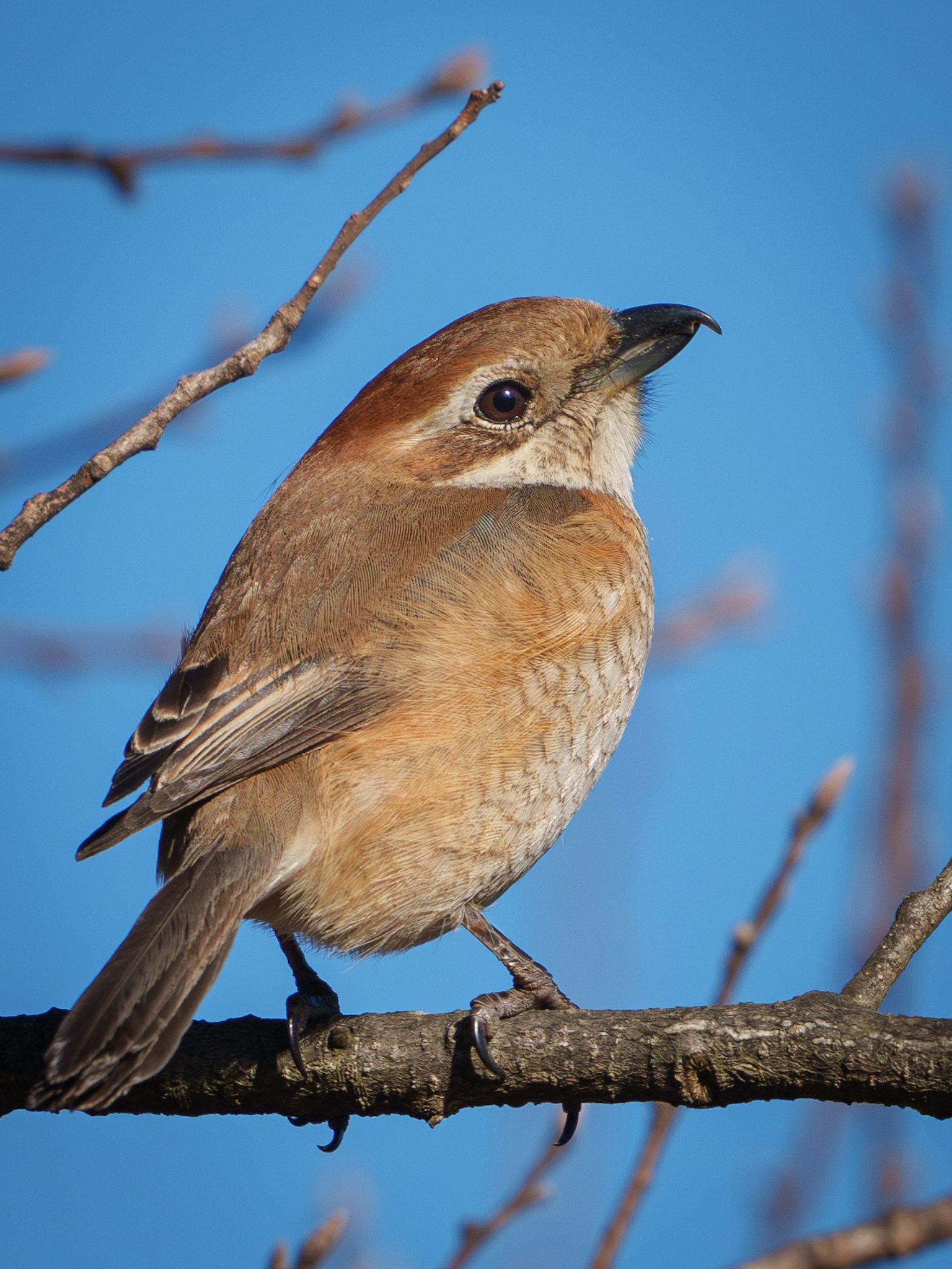 Un pequeño pájaro posado en una rama con un fondo de cielo azul