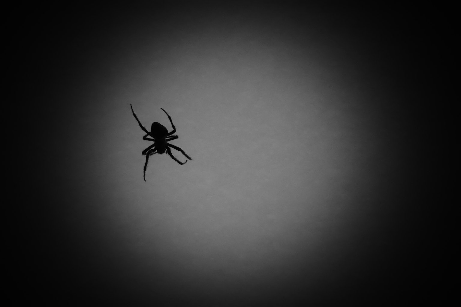 Silhouette einer Spinne vor dunklem Hintergrund