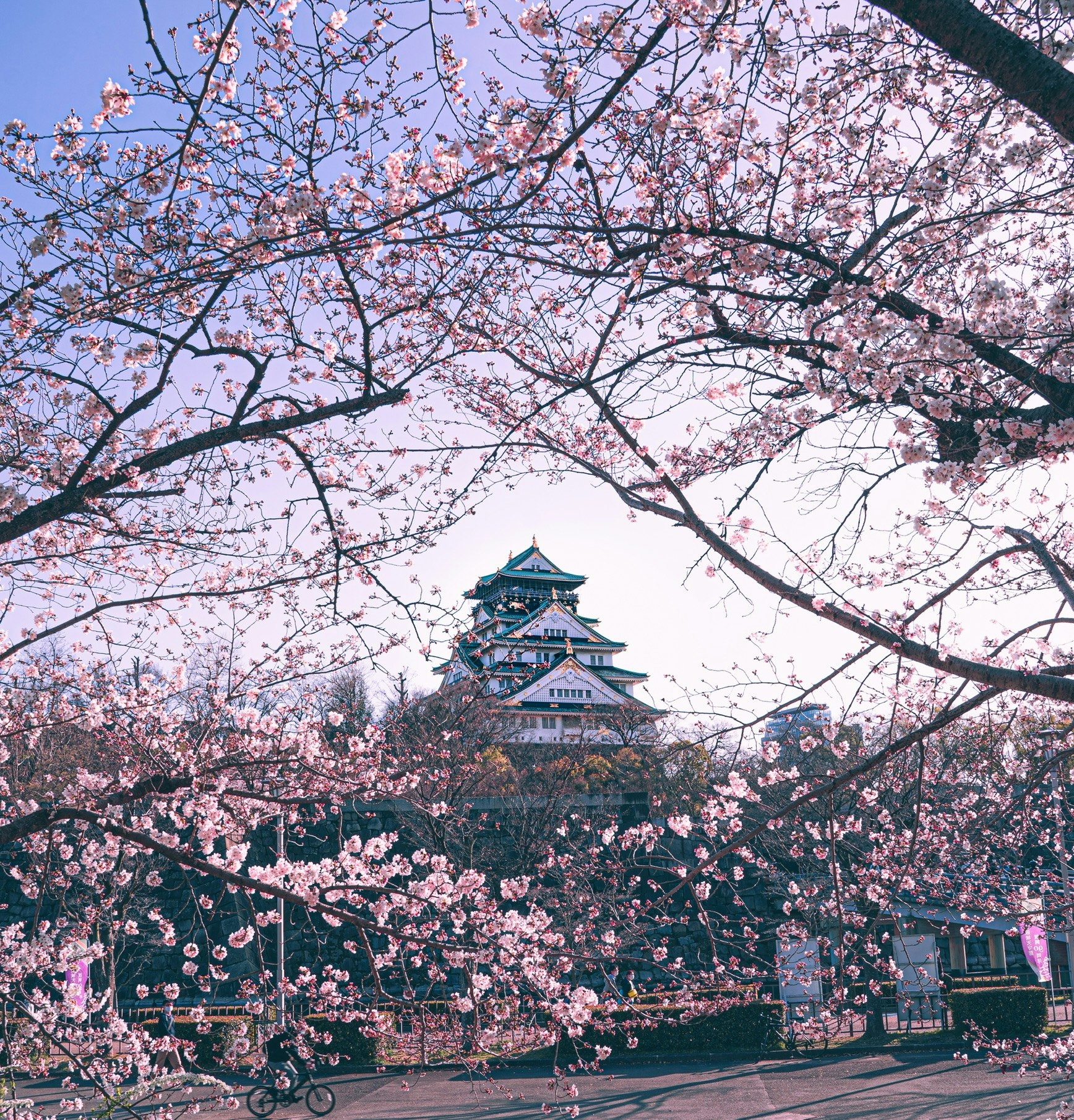 ภาพเมืองปราสาทในฤดูใบไม้ผลิพร้อมดอกซากุระและปราสาทประวัติศาสตร์