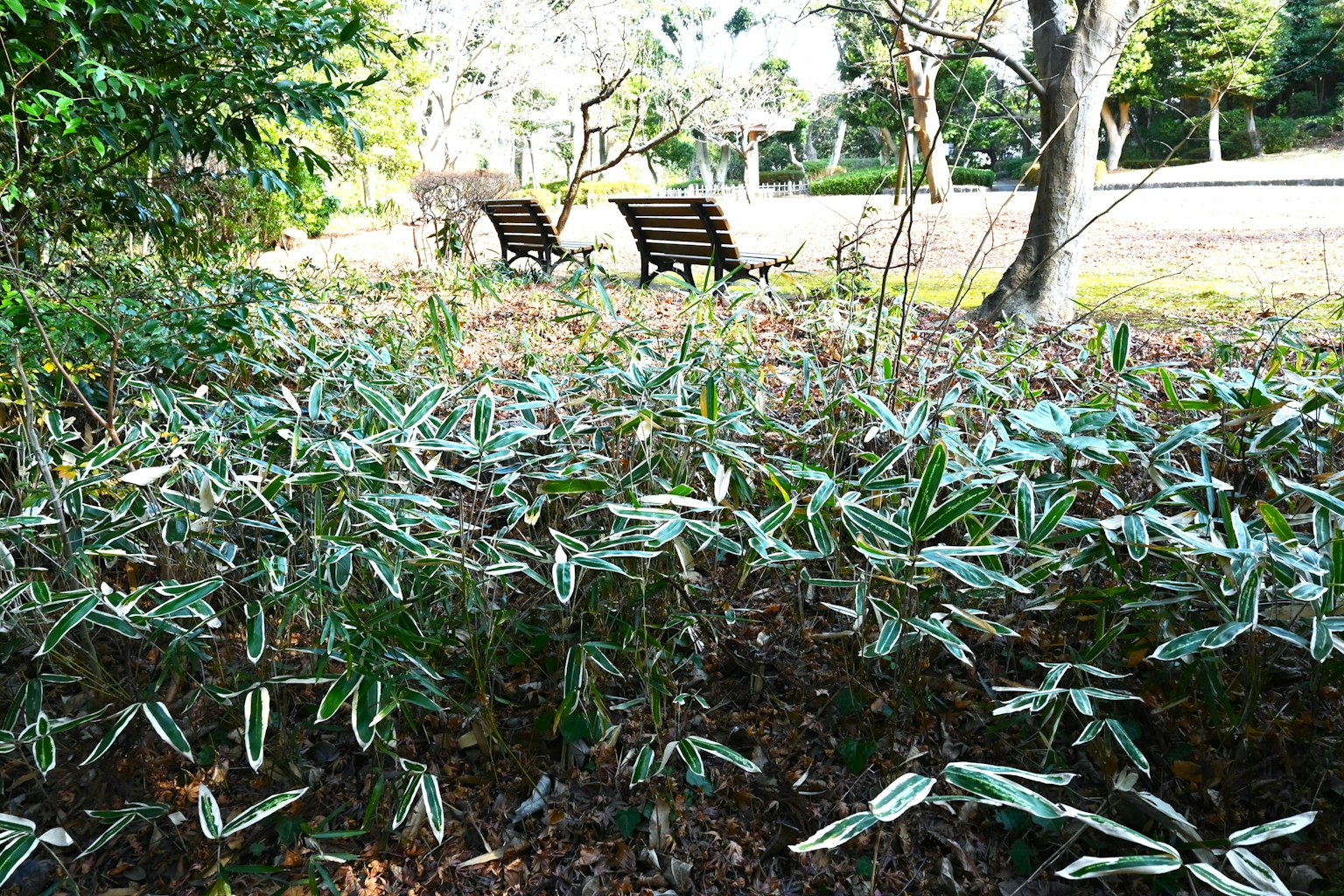 Eine üppige Parklandschaft mit grünen Pflanzen und Holzbänken