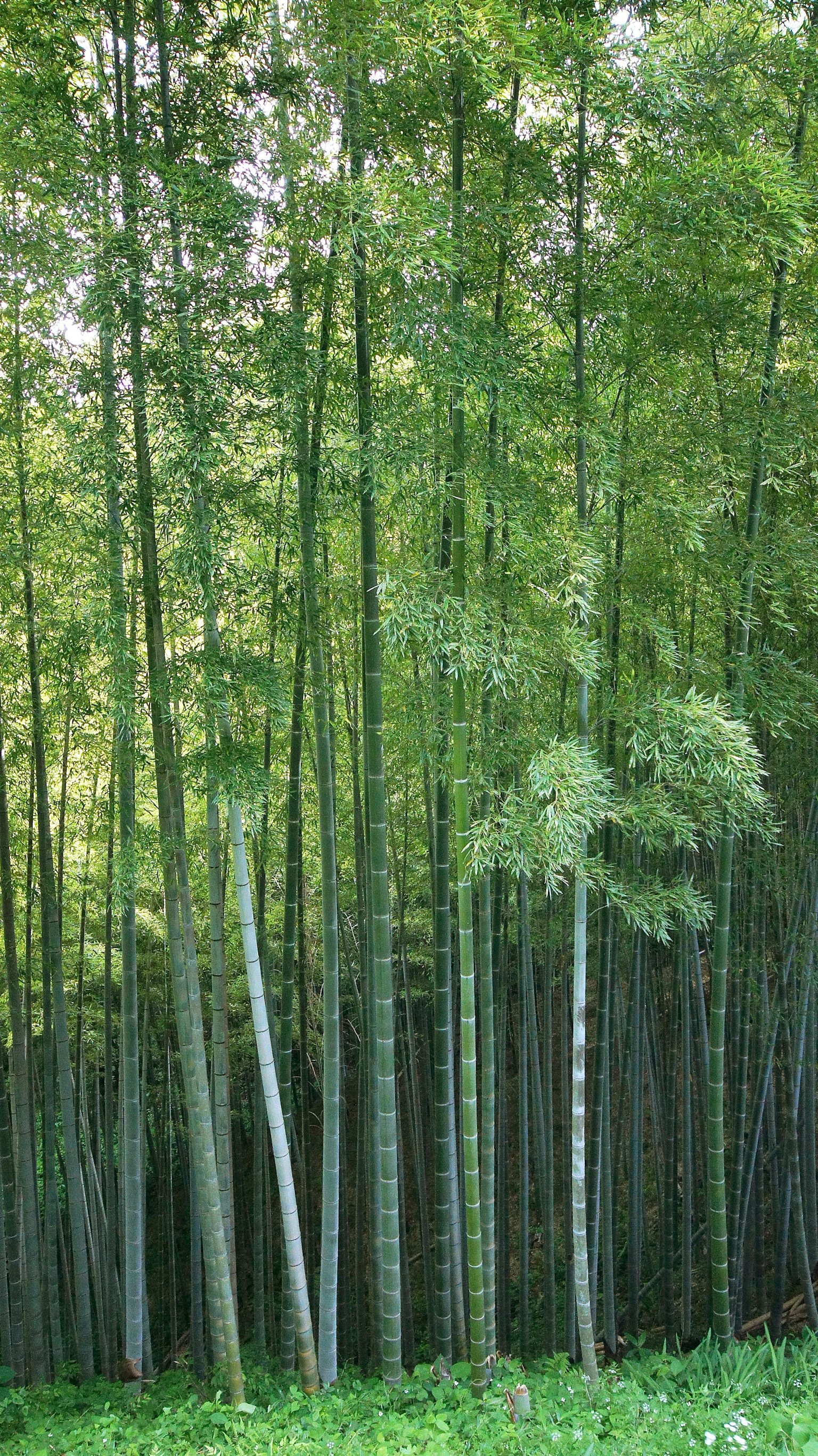 郁郁葱葱的竹林，竹竿高耸
