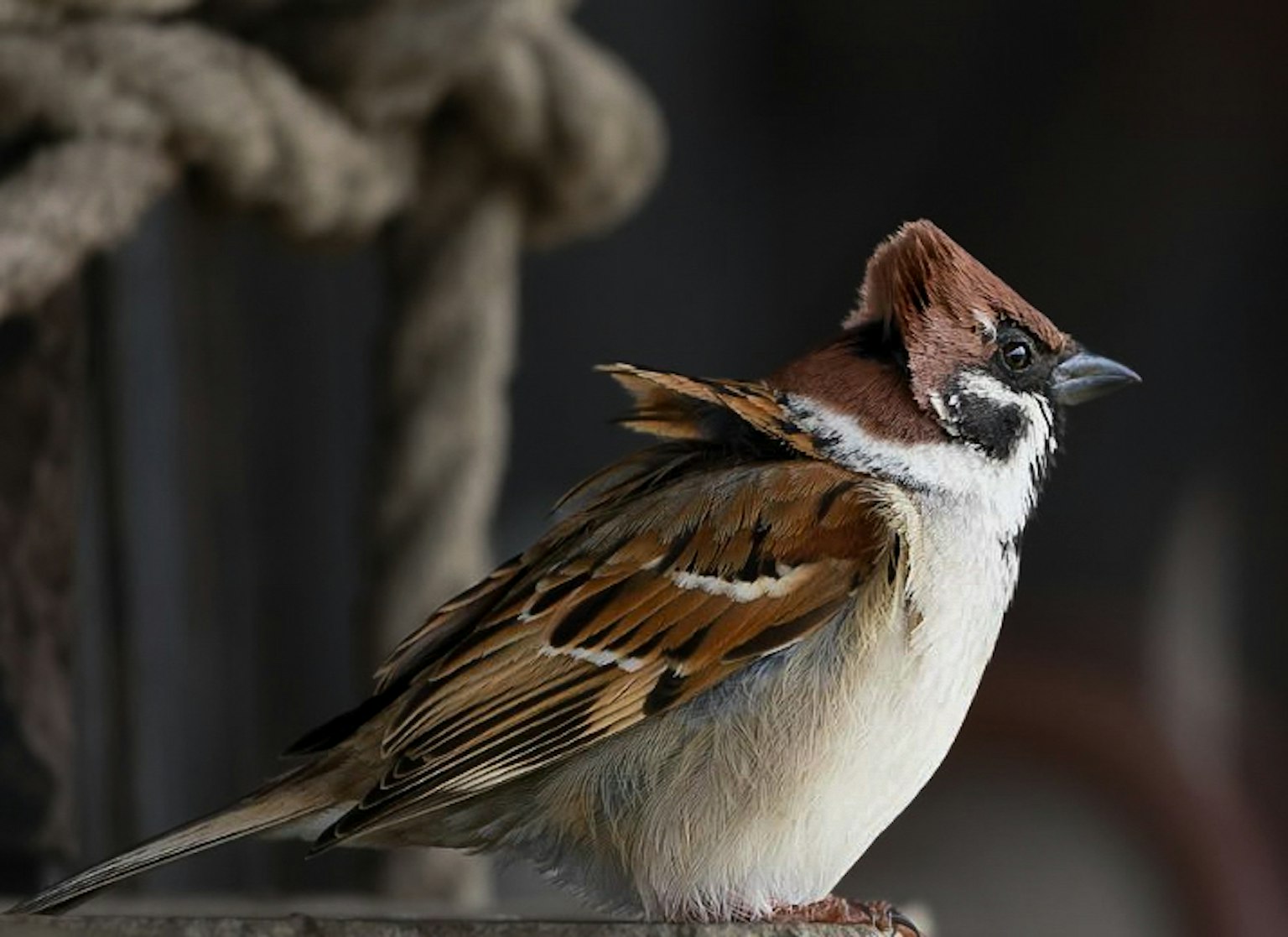 Sebuah burung pipit coklat dan putih berdiri menyamping