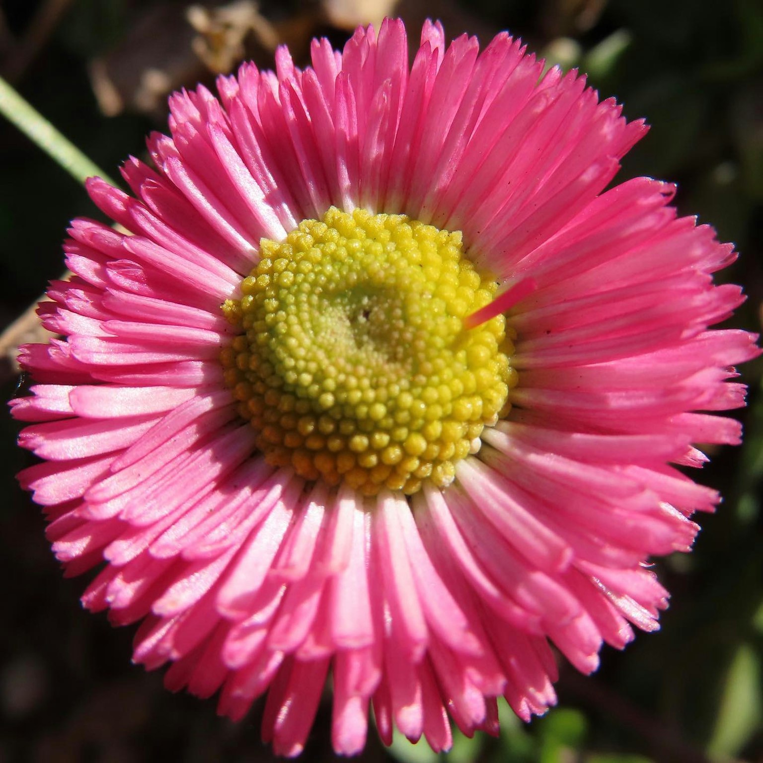 Une fleur rose vibrante avec de nombreux pétales et un disque central jaune