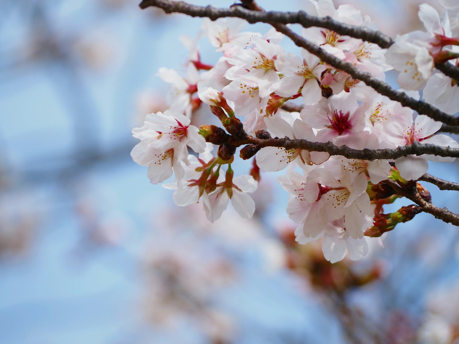 Acercamiento a flores de cerezo floreciendo bajo un cielo azul