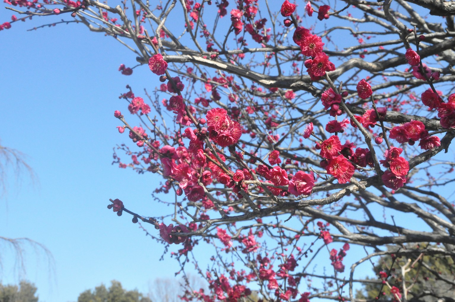 Fiori rosa vivaci che sbocciano su rami contro un cielo blu
