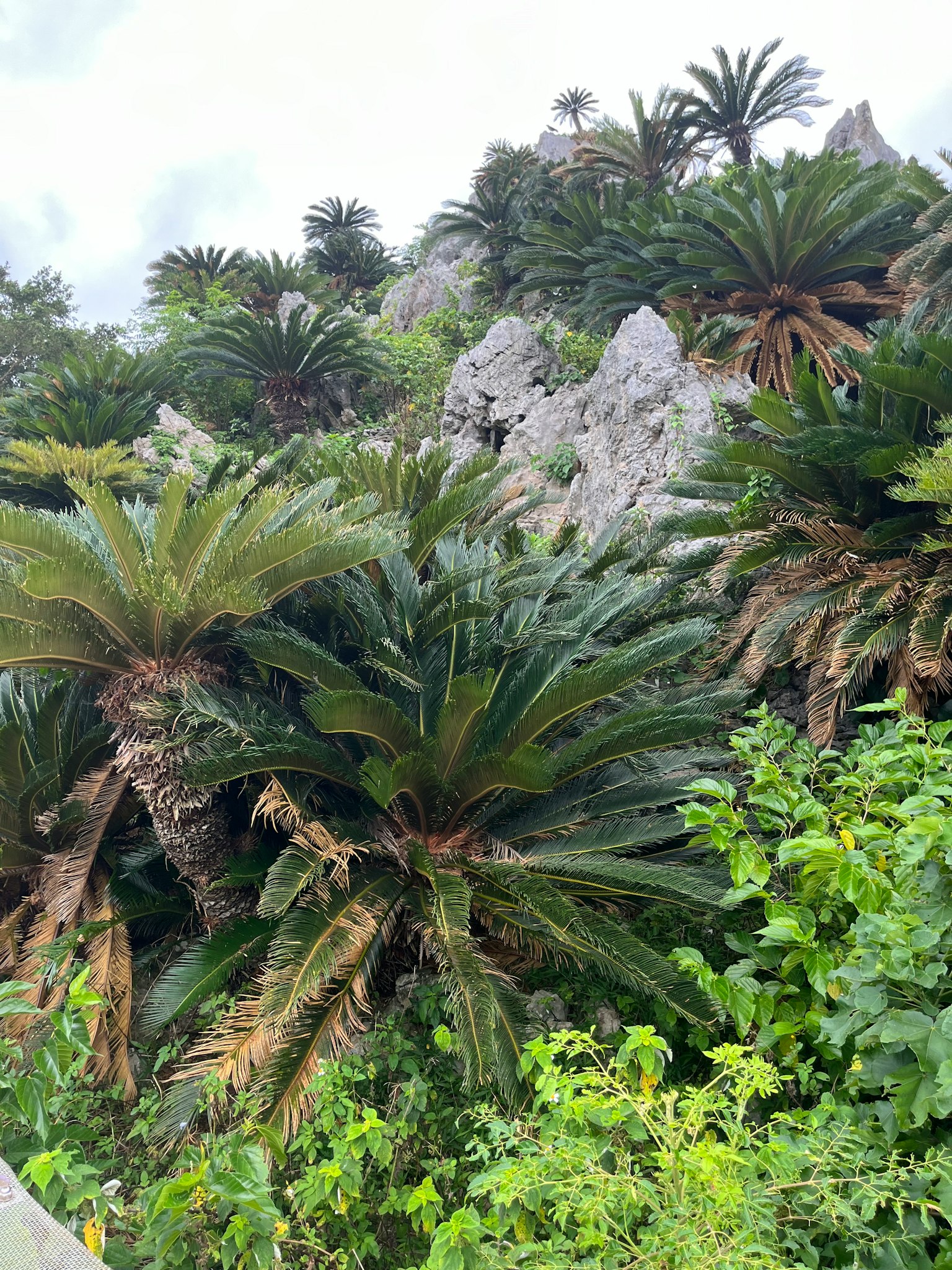 郁郁葱葱的绿色植物，周围有高大的棕榈树和岩石